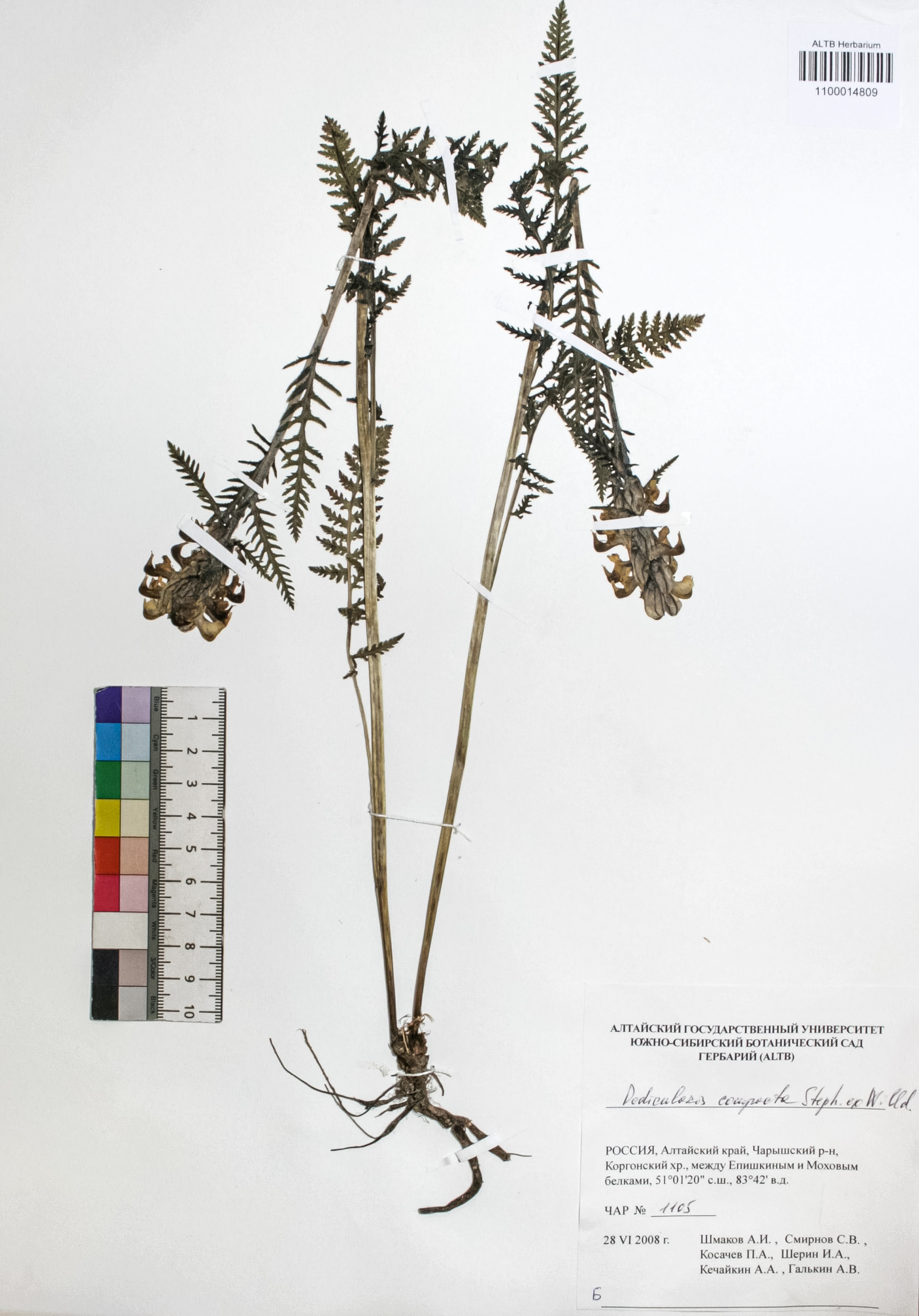 Pedicularis compacta Stephan