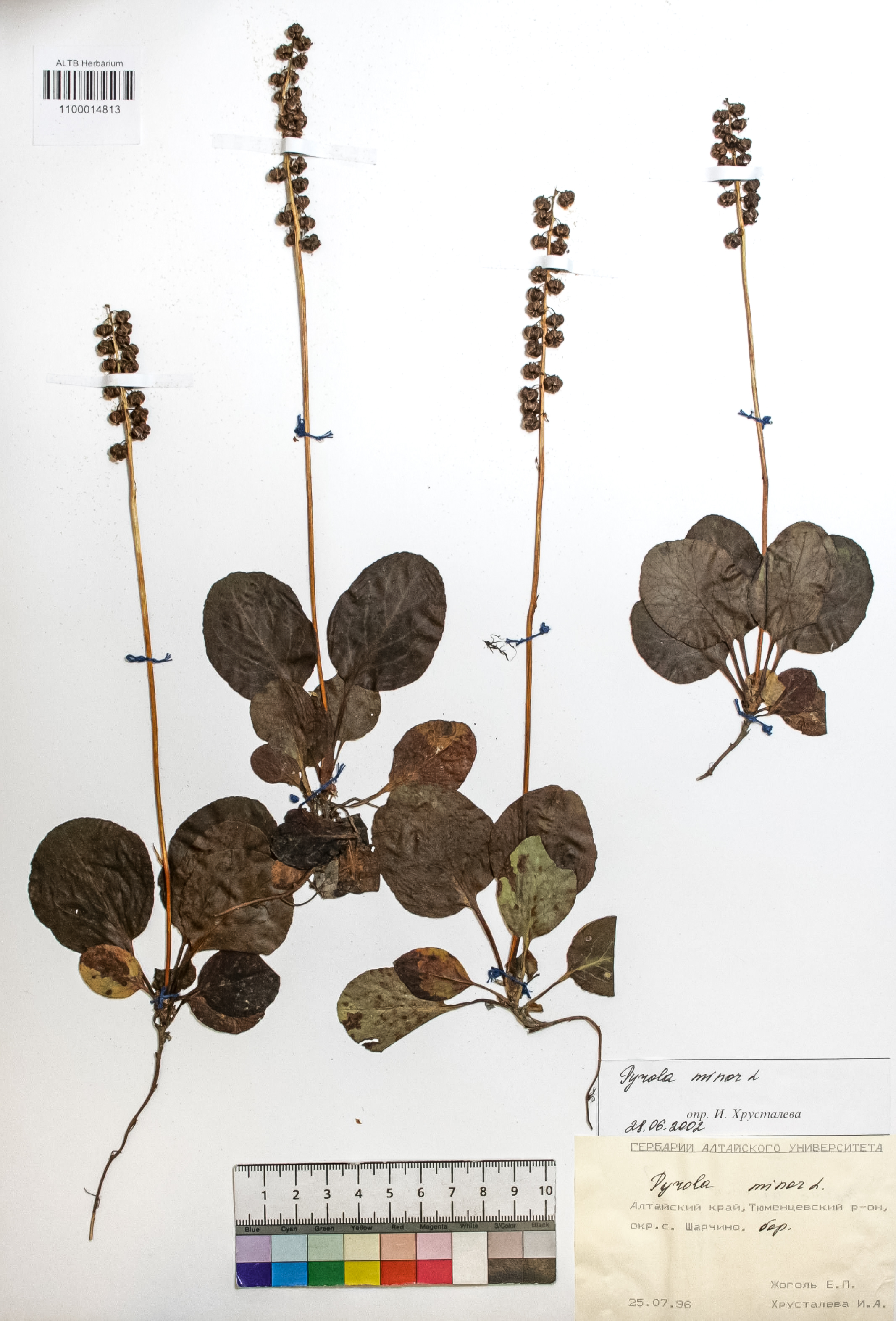 Pyrola minor L.