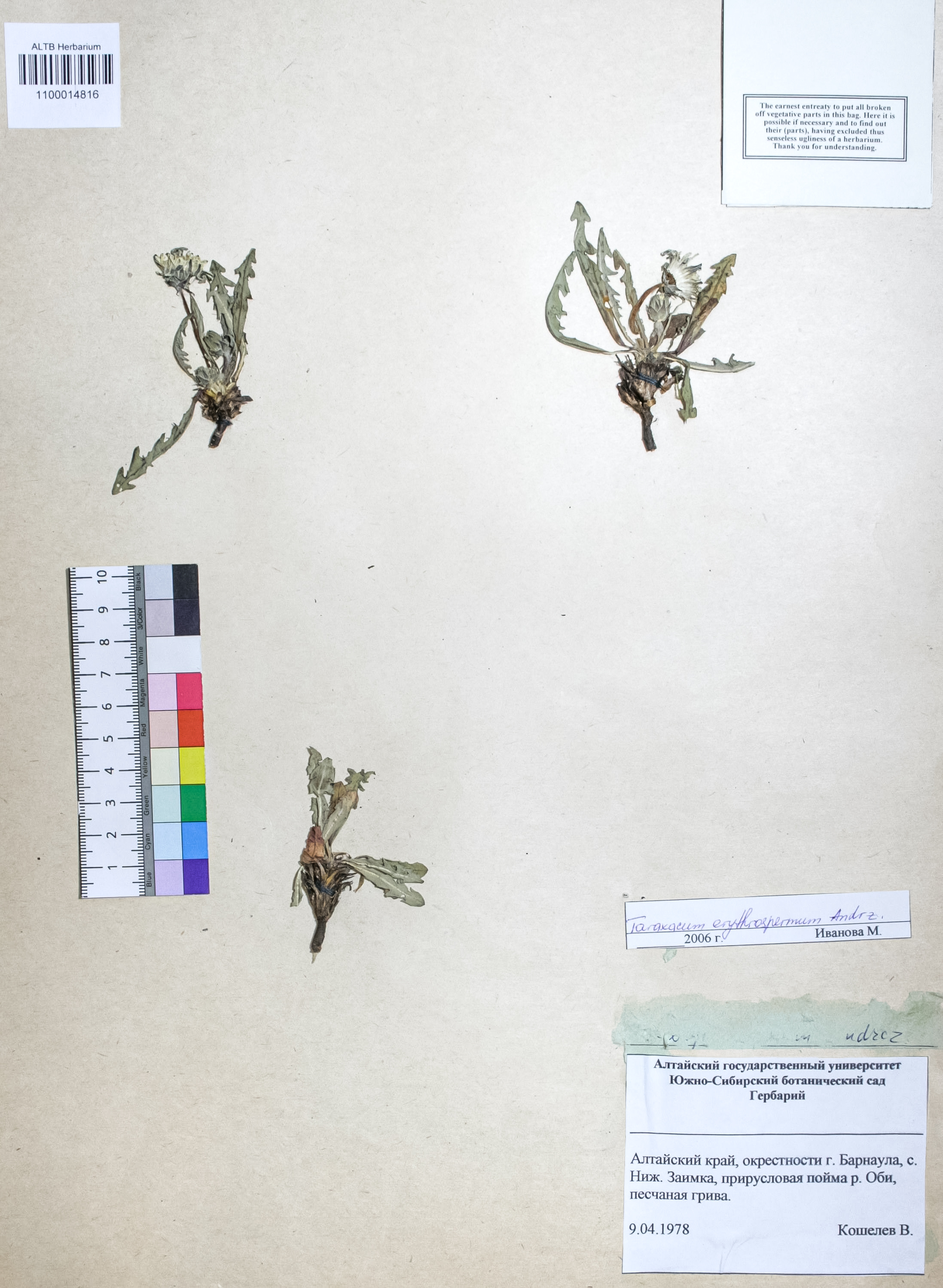 Taraxacum erythrospermum Andrz.