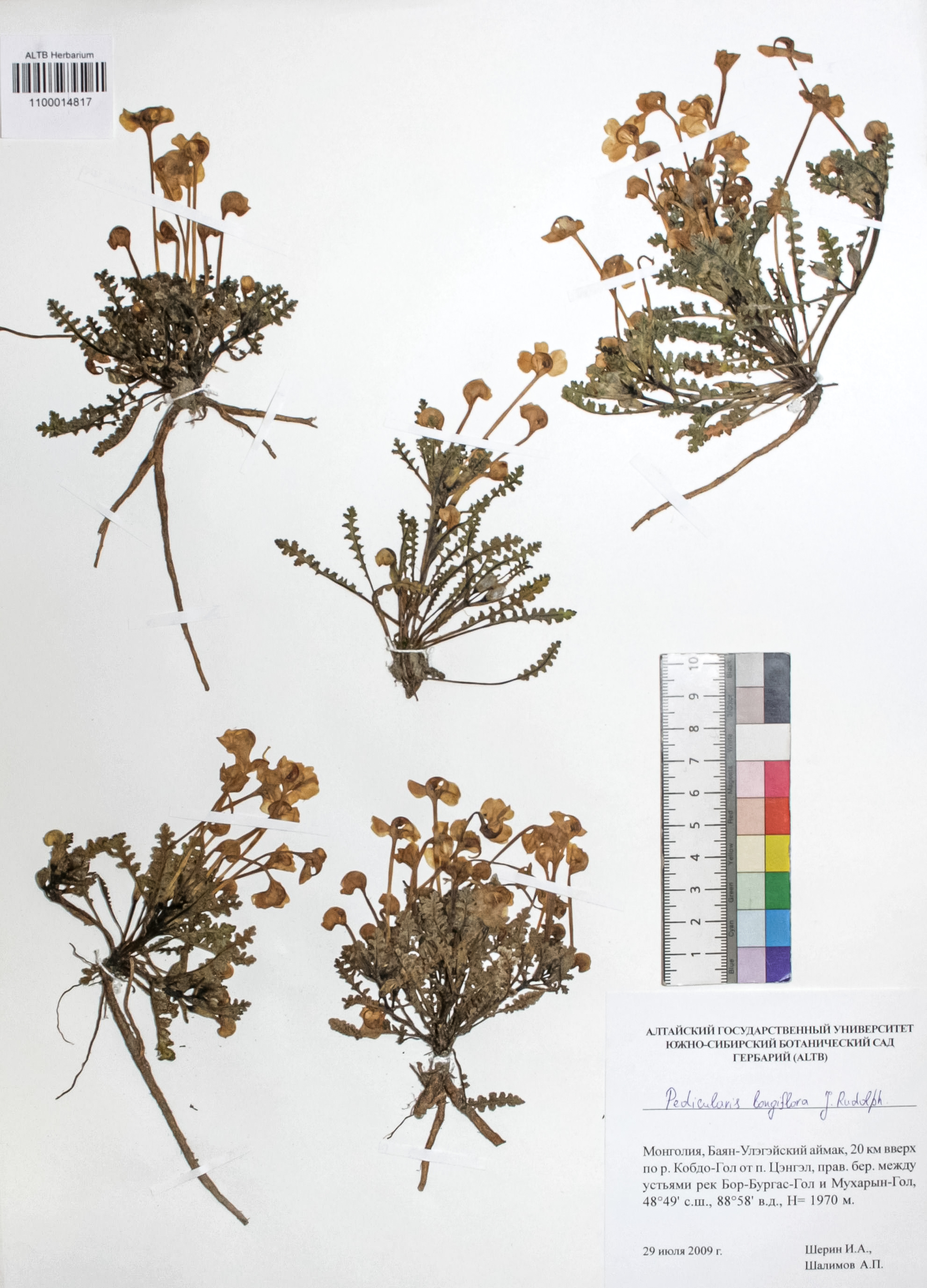 Pedicularis longiflora Rudolph