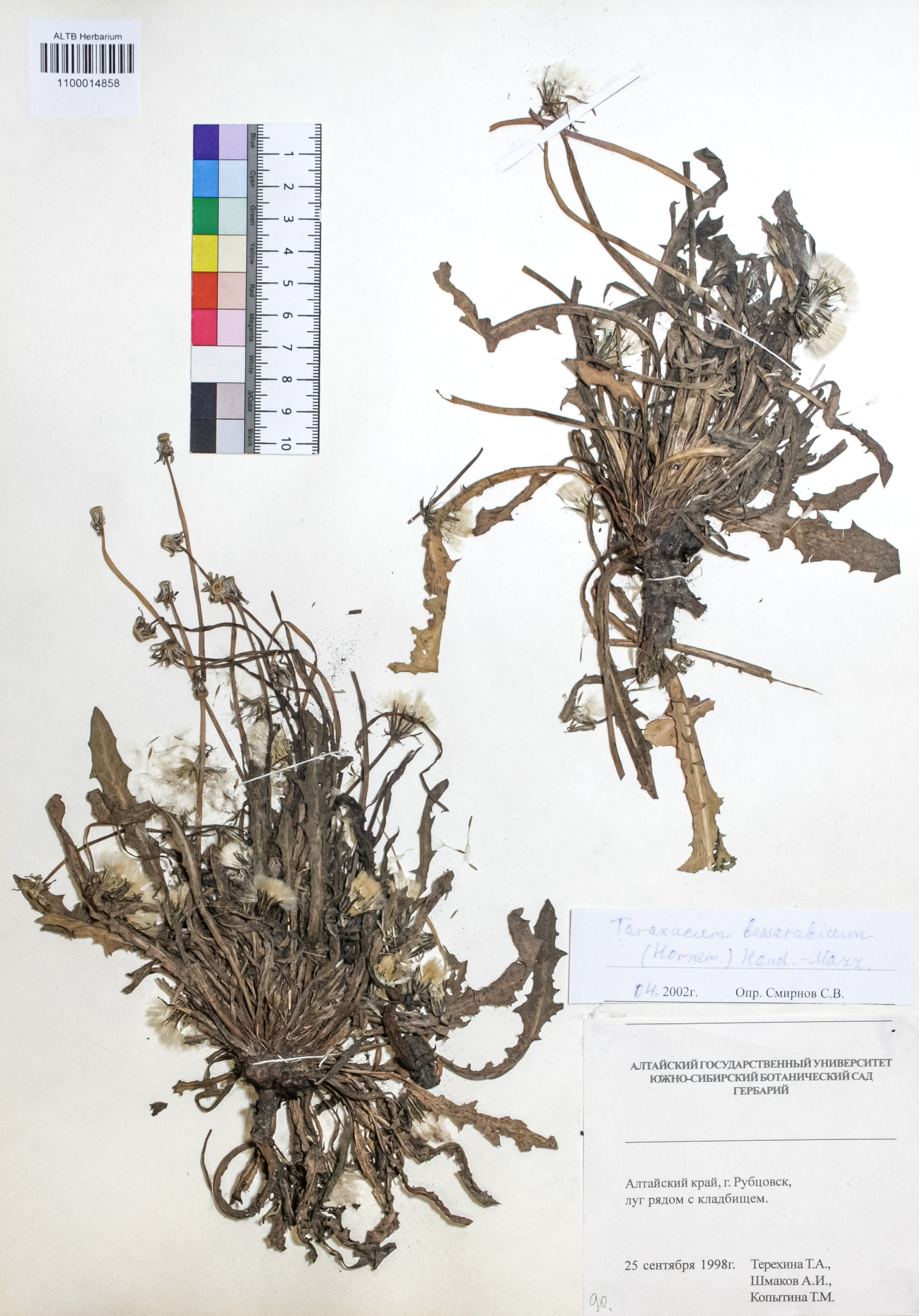 Taraxacum bessarabicum (Hornem.) Hand.-Mazz.