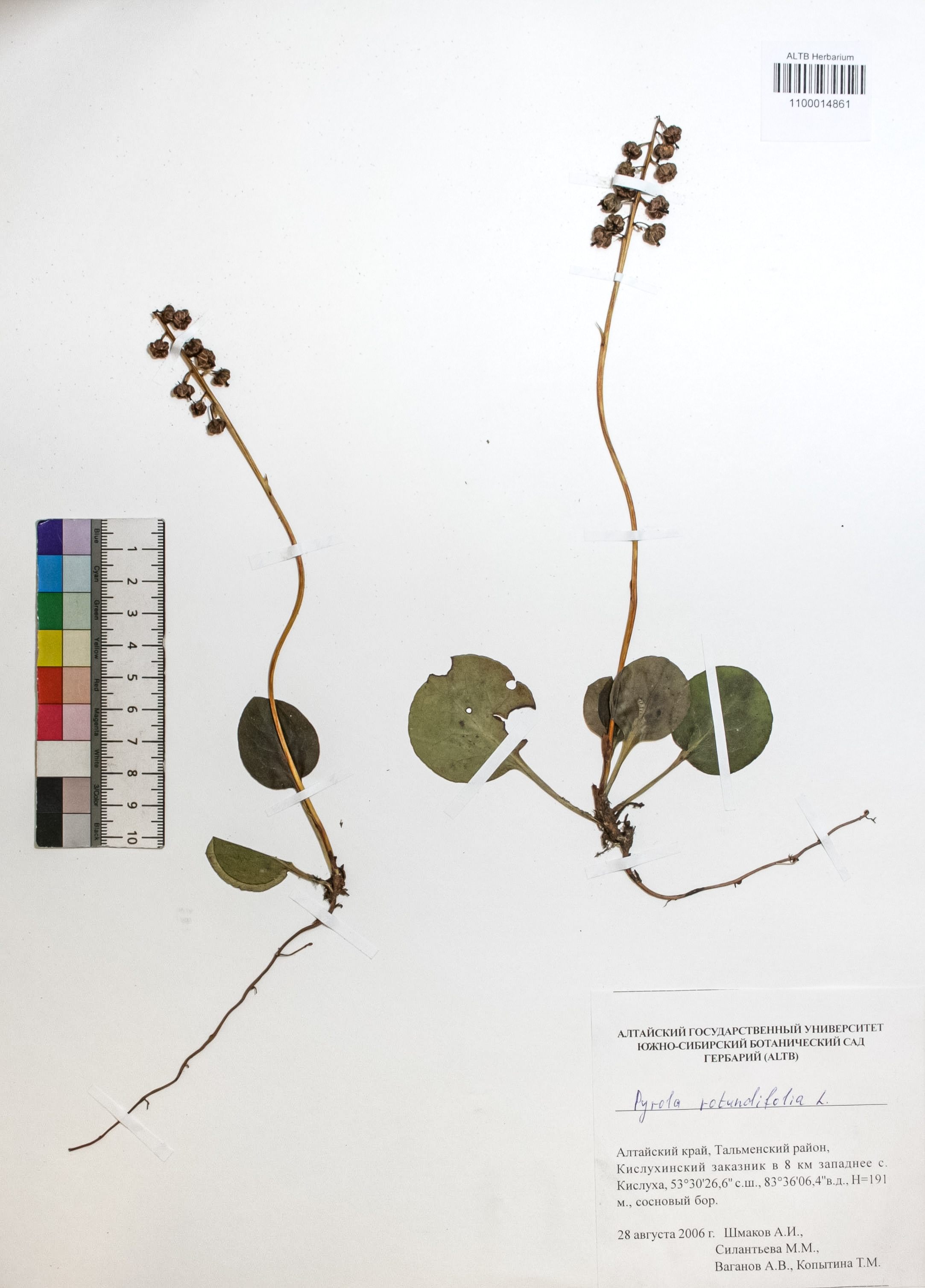 Pyrola rotundifolia L.