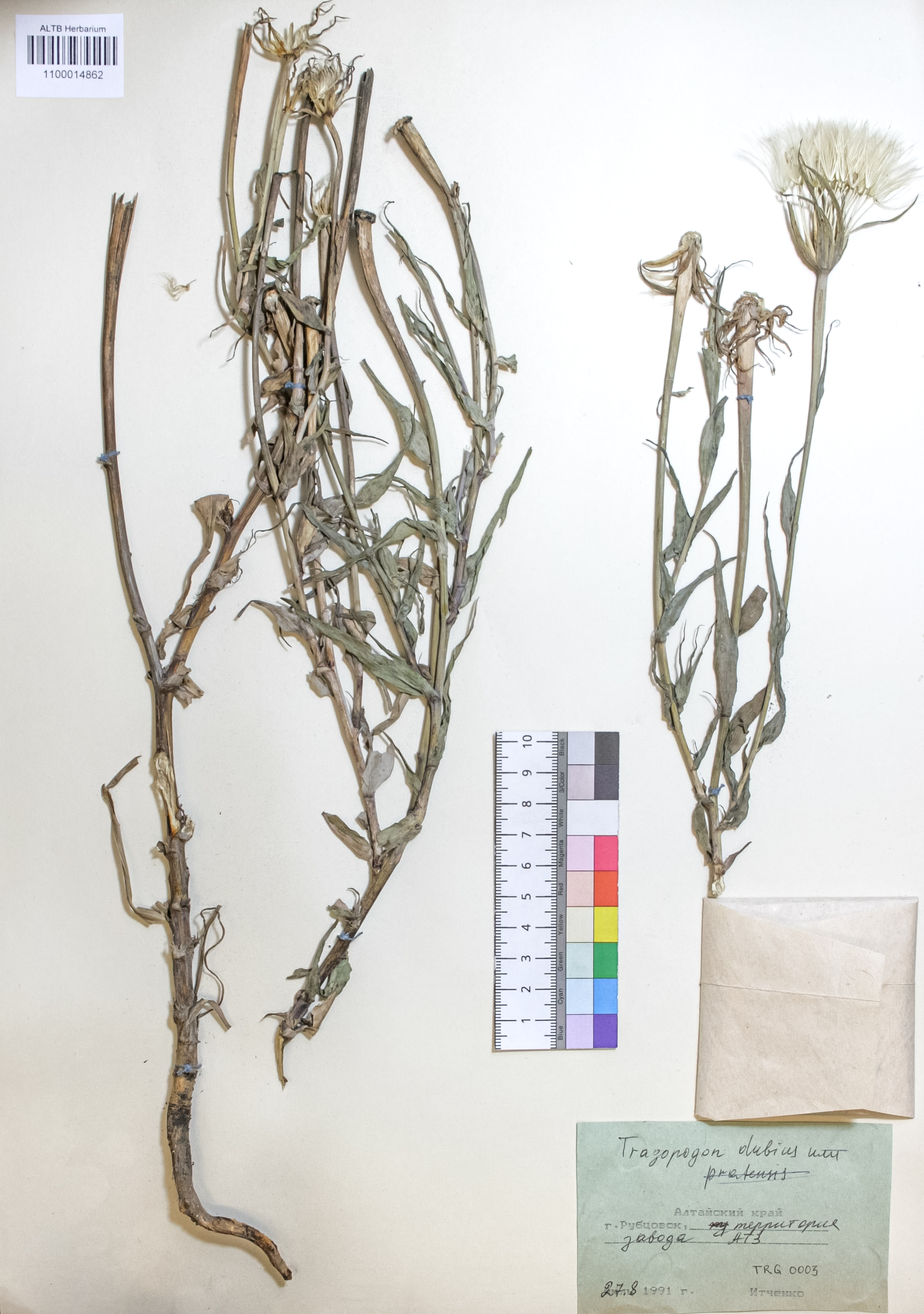 Tragopogon dubius Scop.