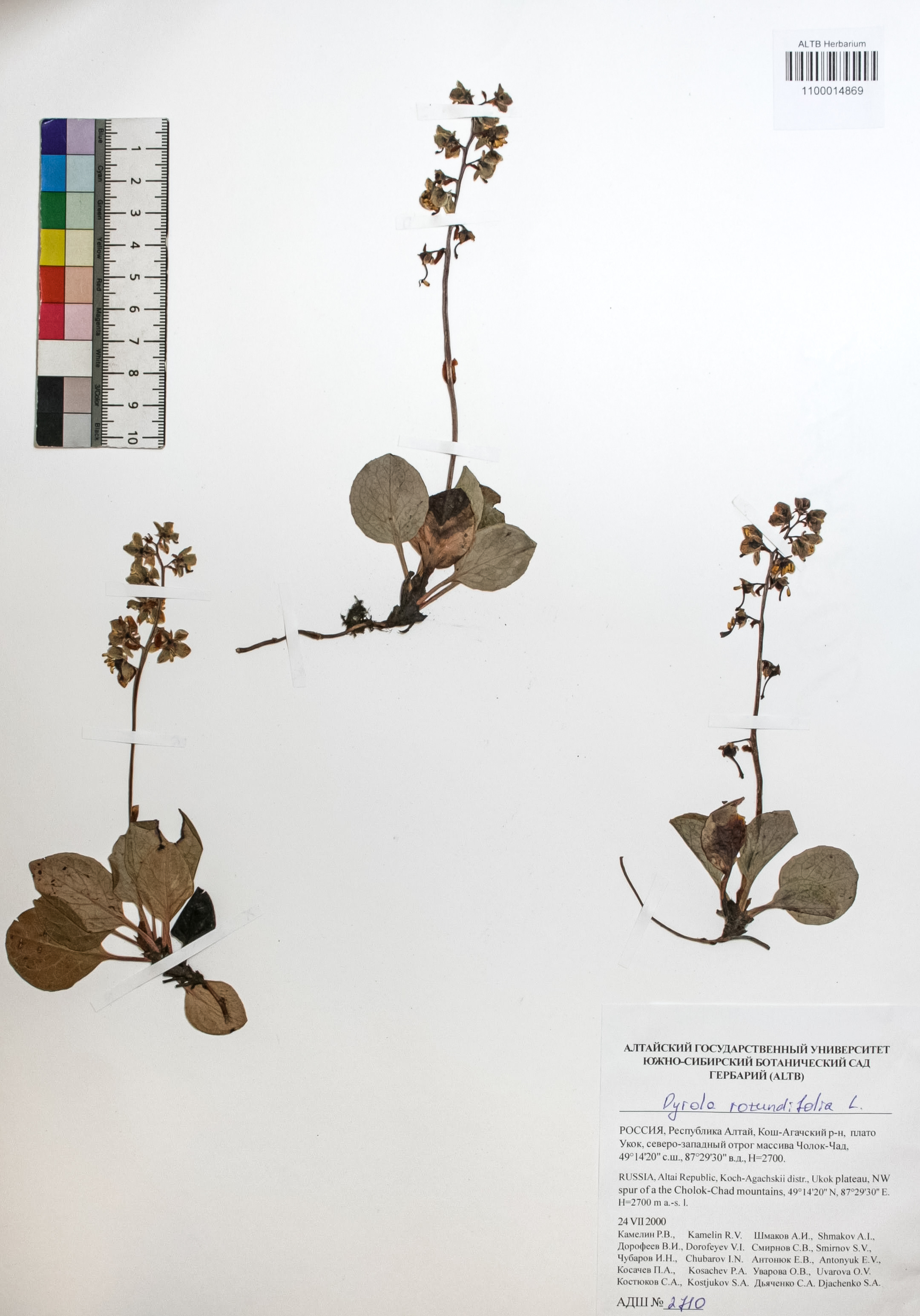 Pyrola rotundifolia L.