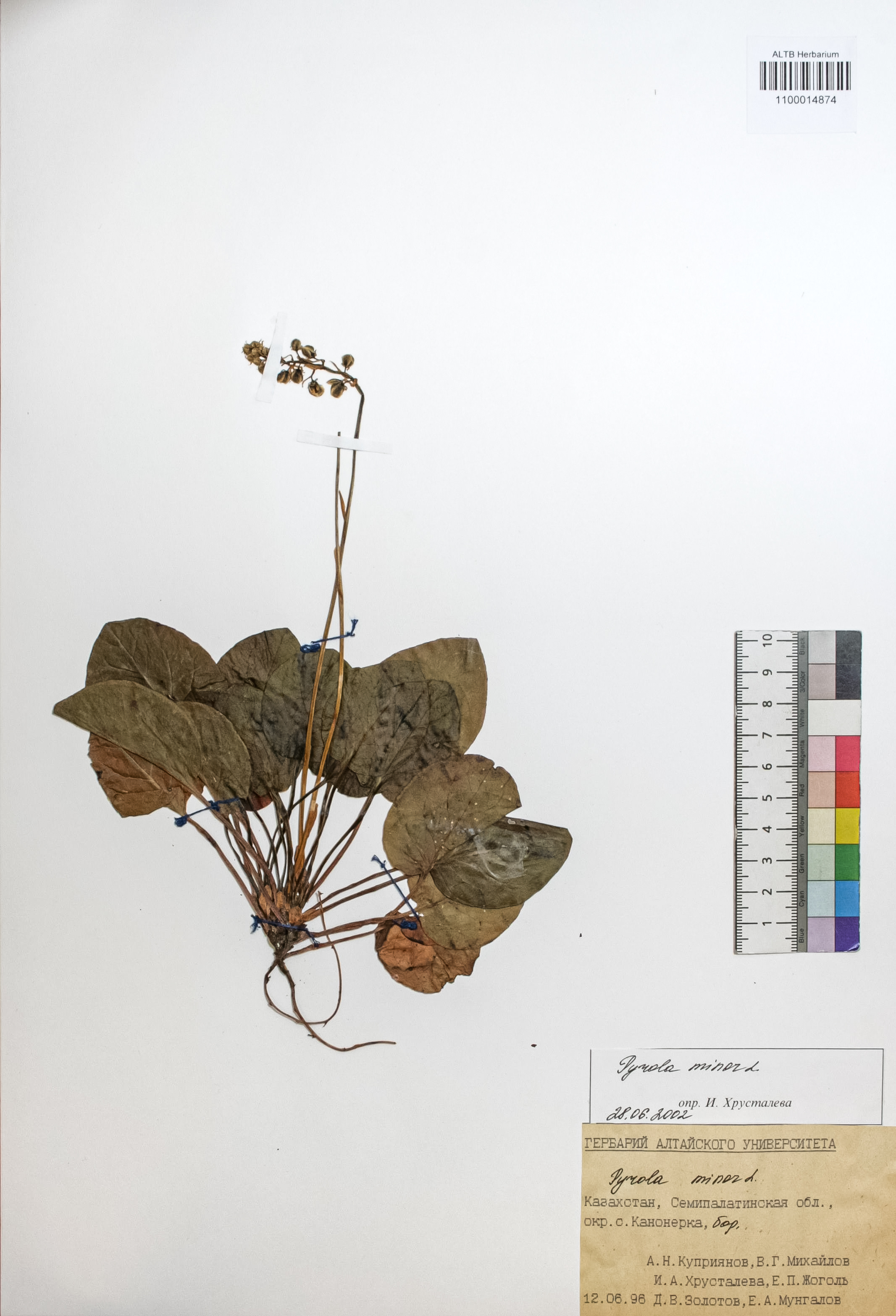 Pyrola minor L.