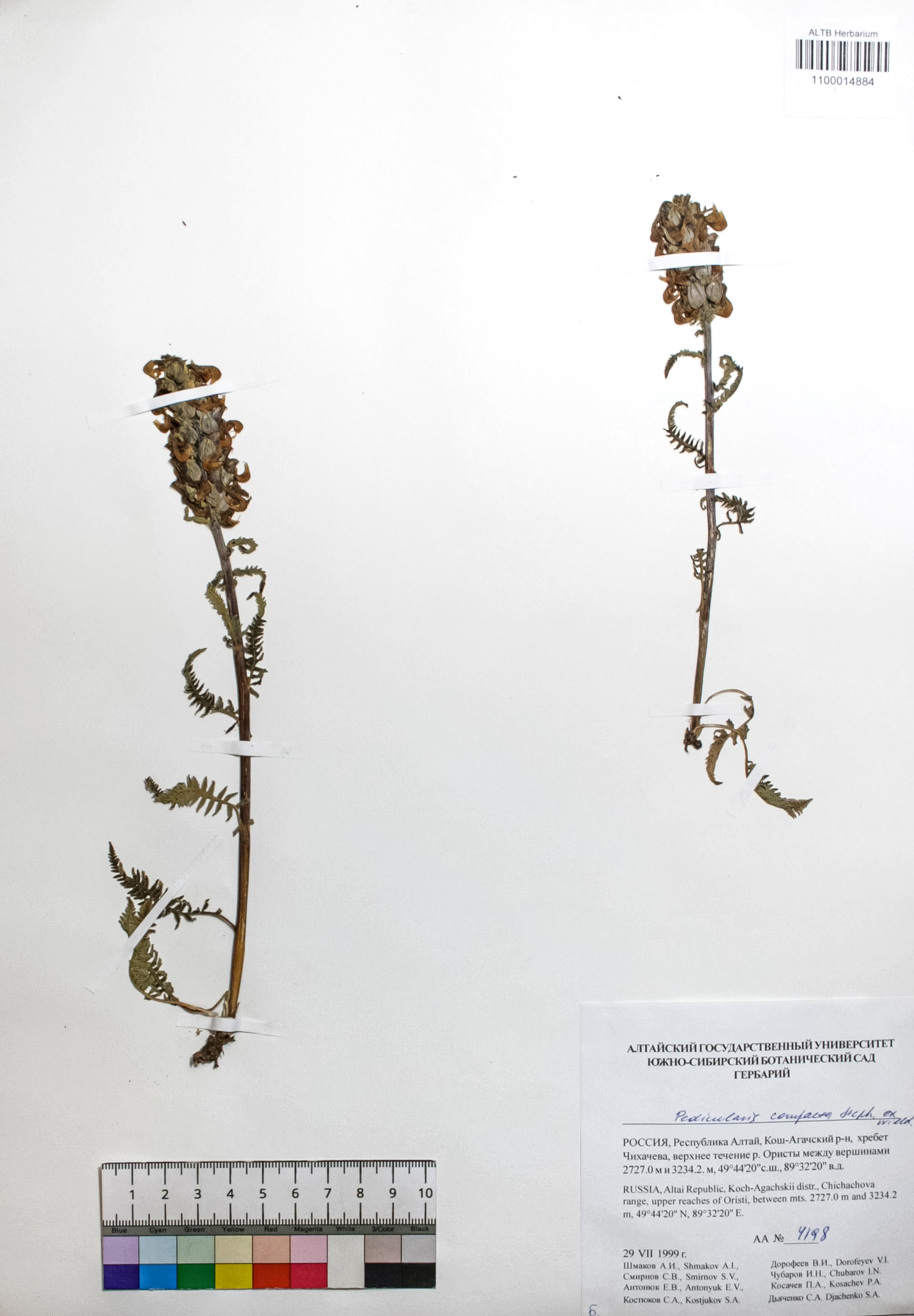 Pedicularis compacta Stephan