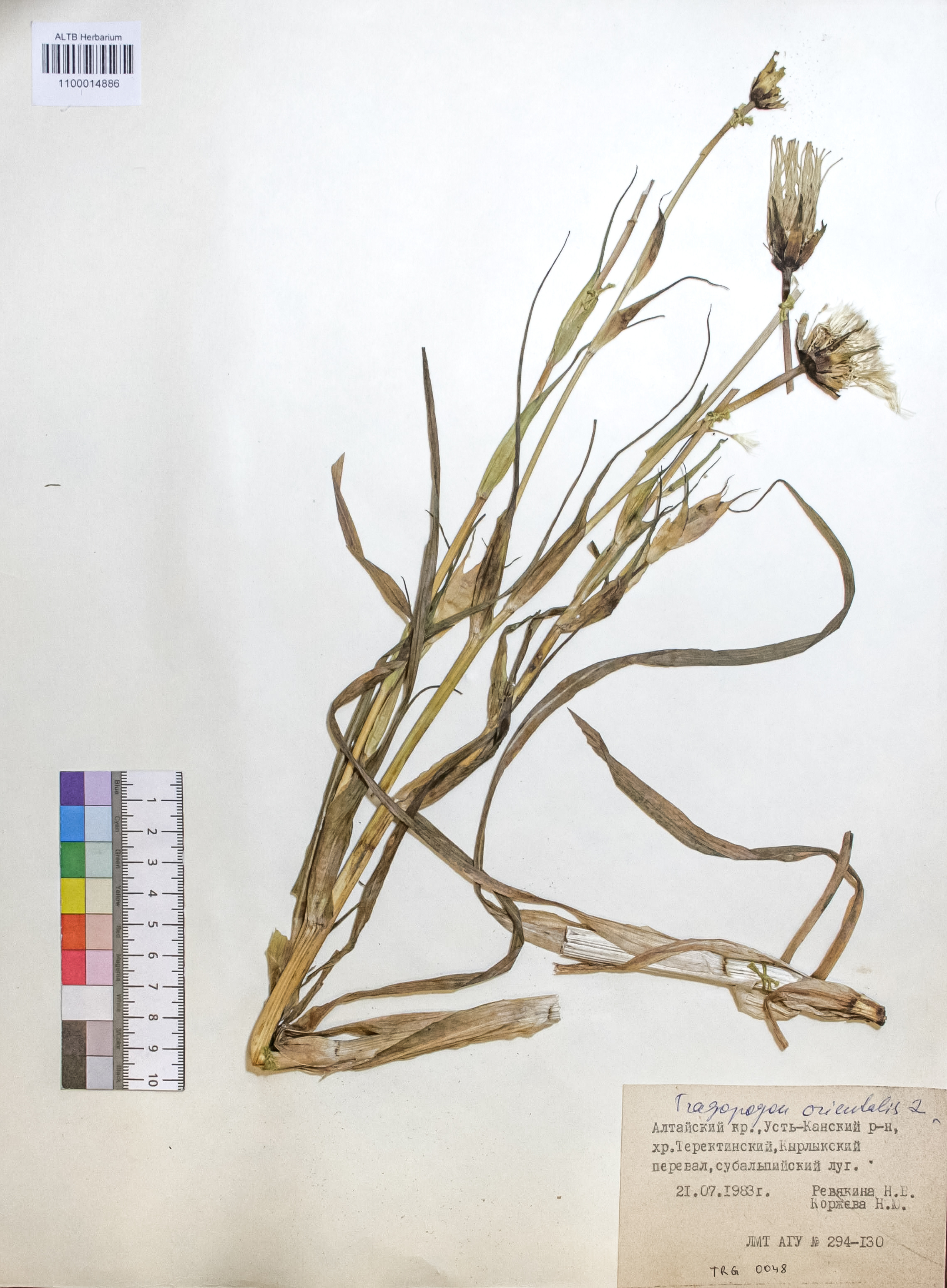 Tragopogon orientalis L.