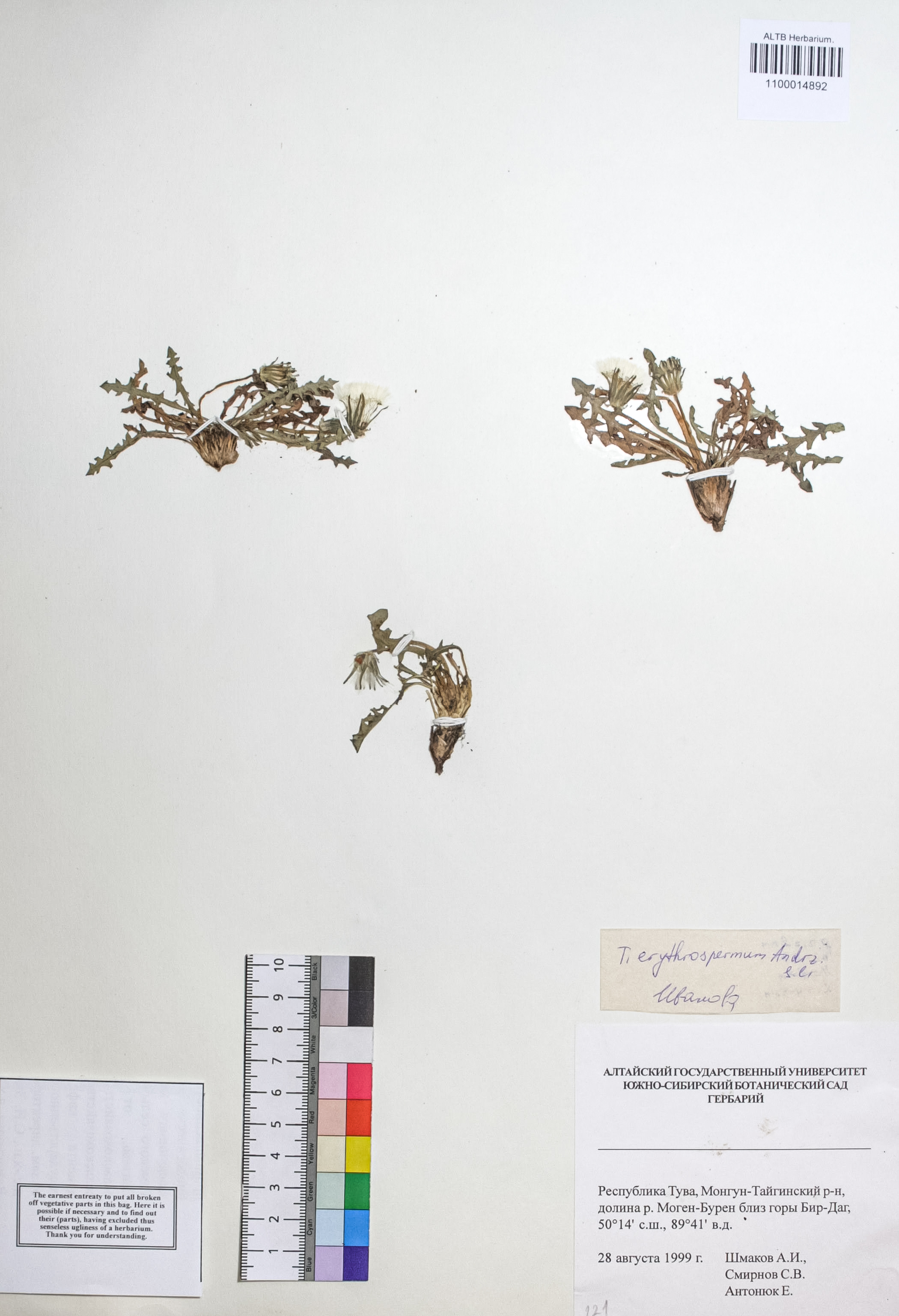 Taraxacum erythrospermum Andrz.