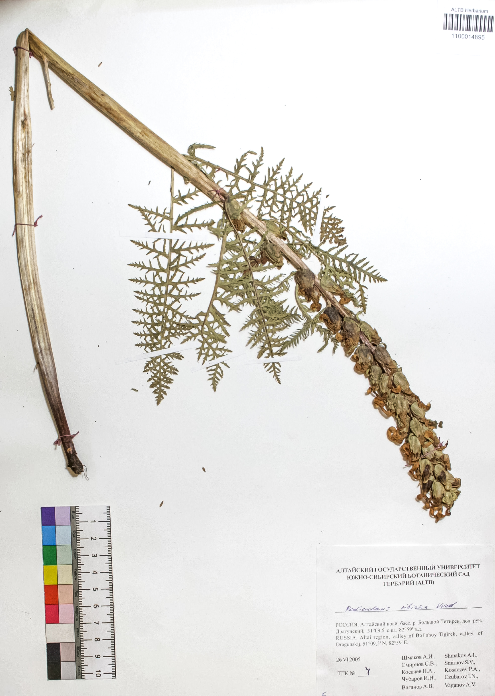 Pedicularis sibirica Vved.