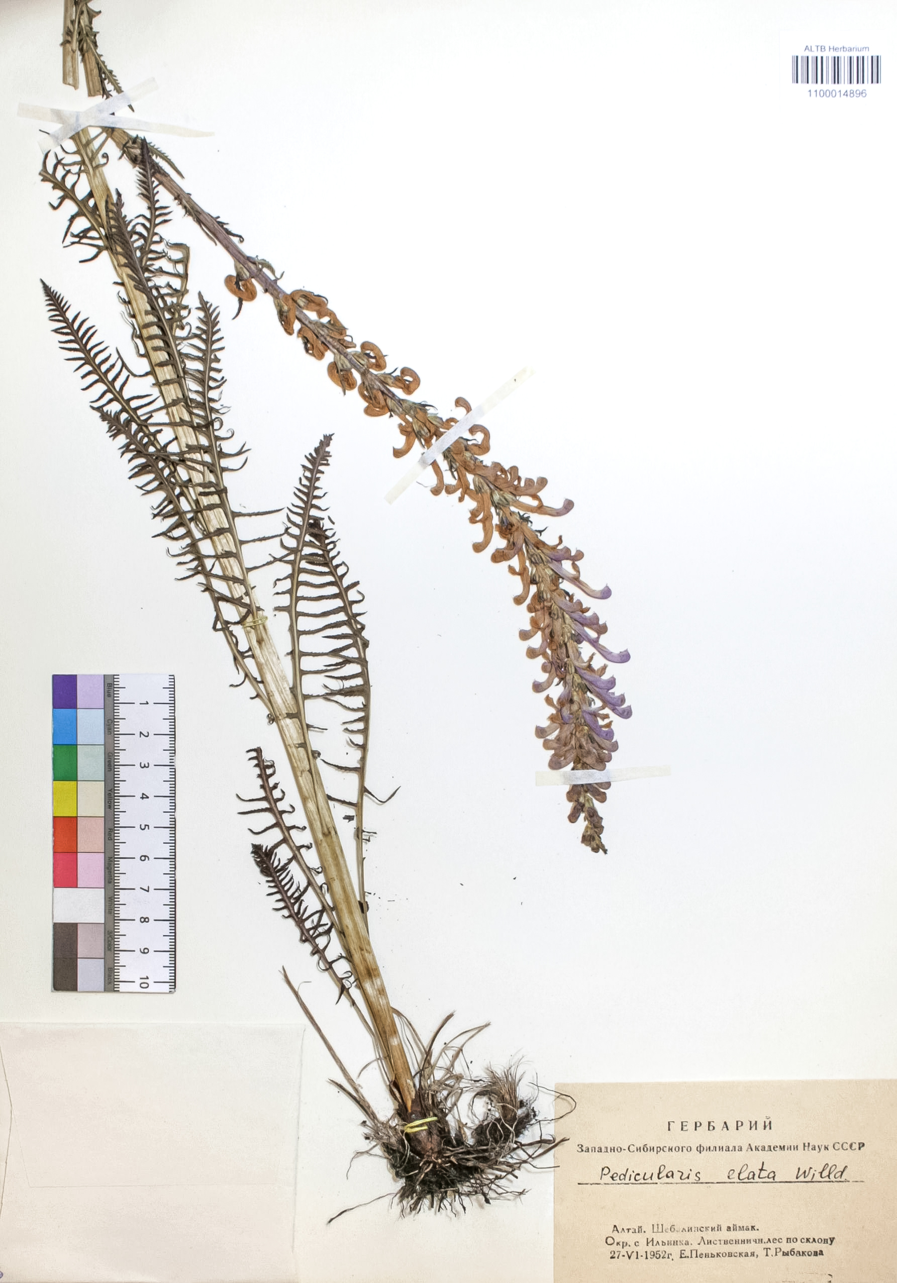Pedicularis elata Willd