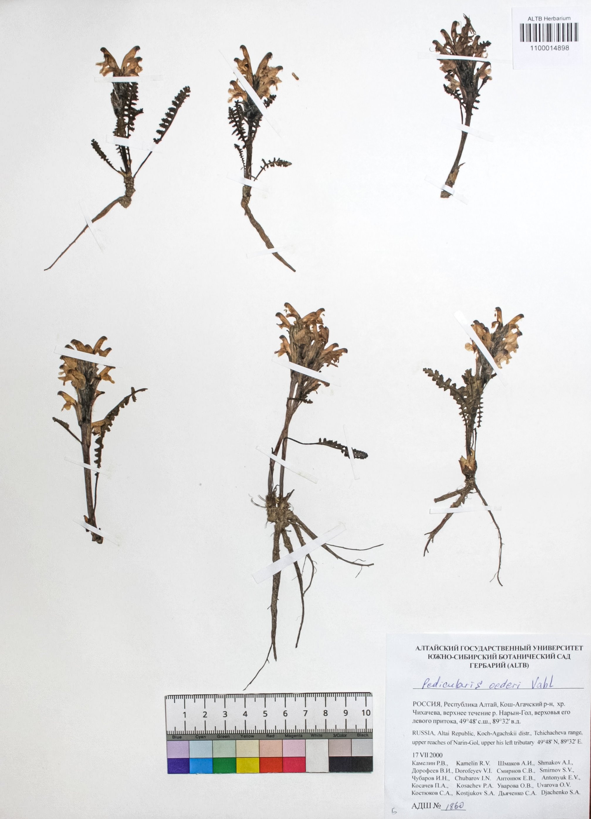 Silene graminifolia Otth.