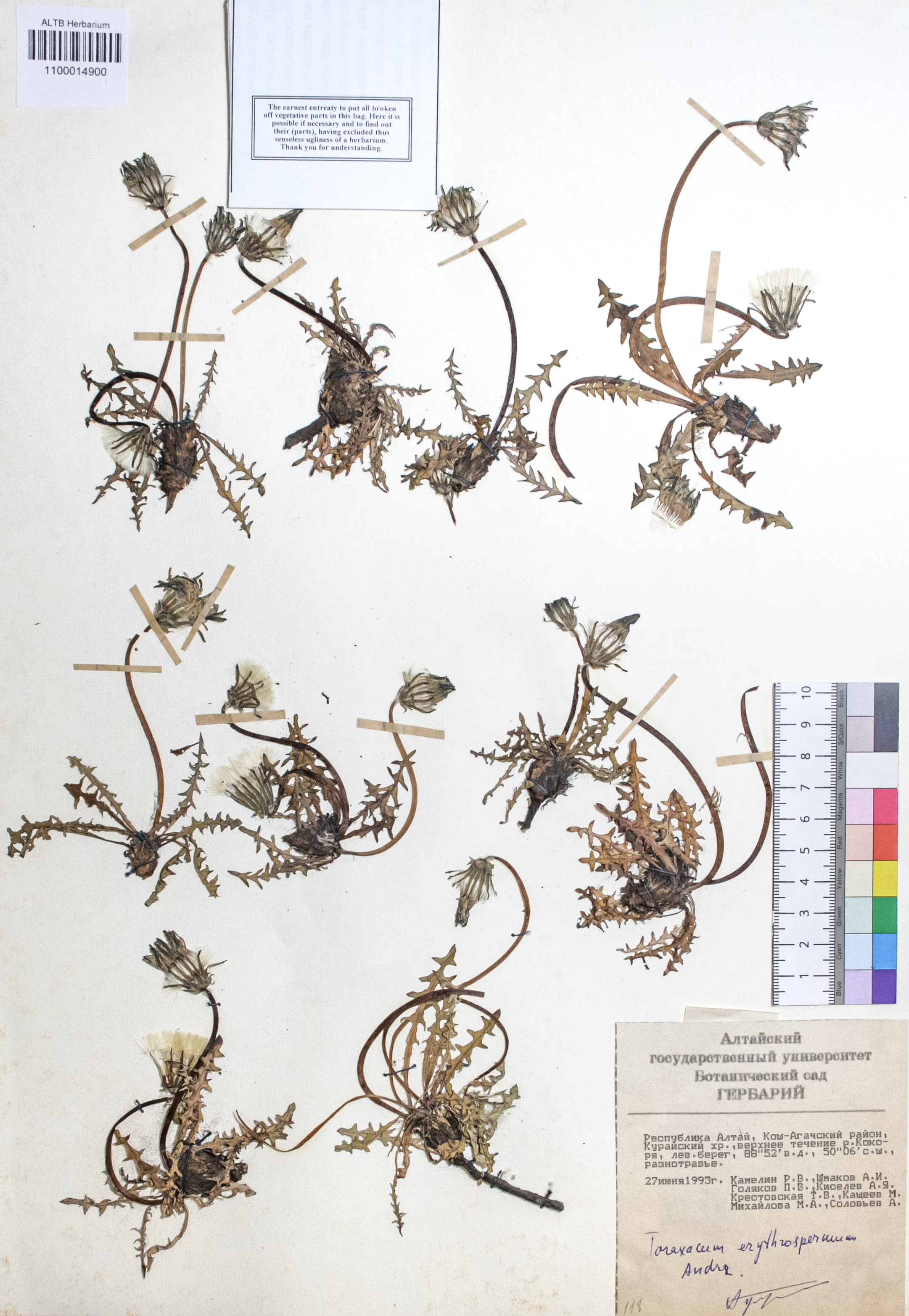 Taraxacum erythrospermum Andrz.