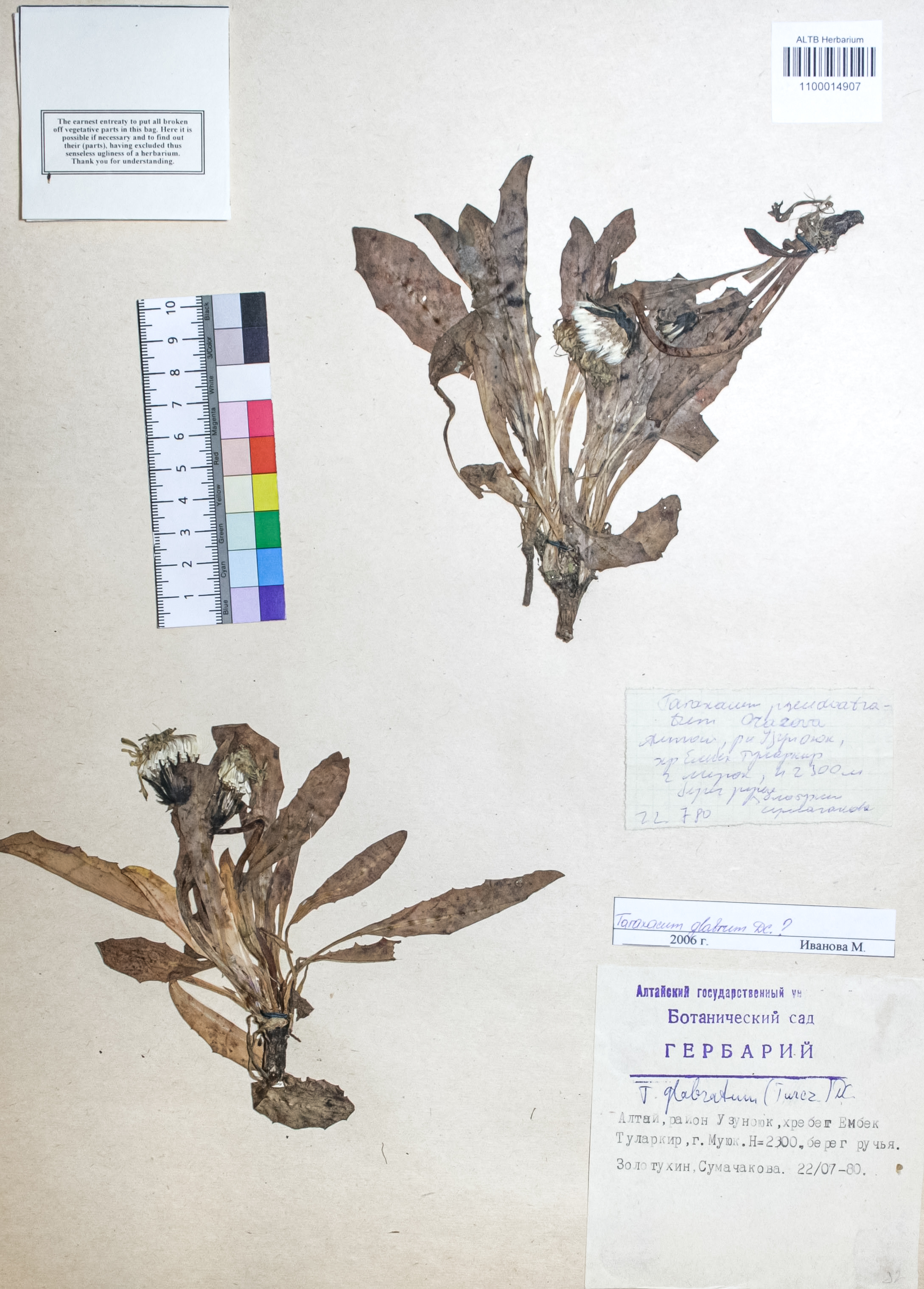 Taraxacum glabrum DC.