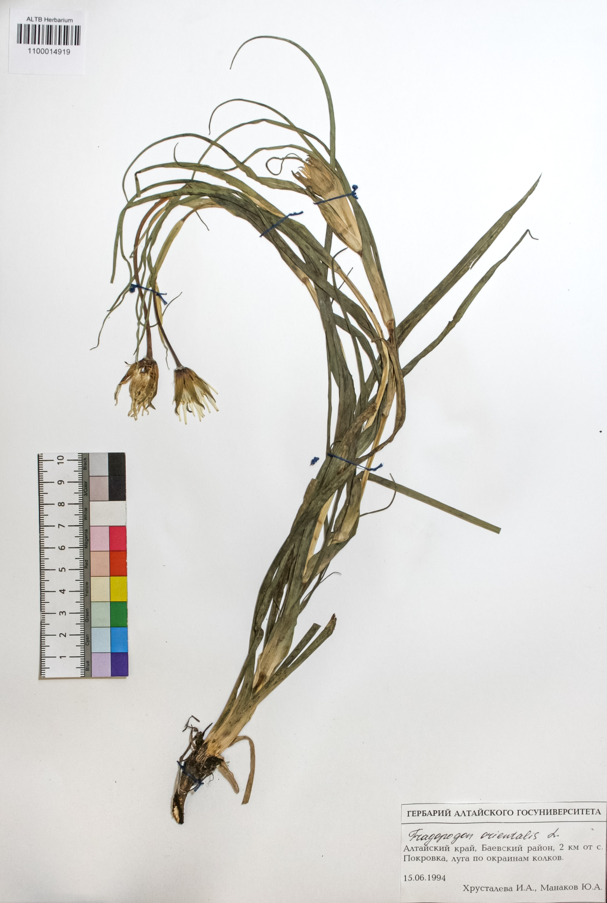 Tragopogon orientalis L.
