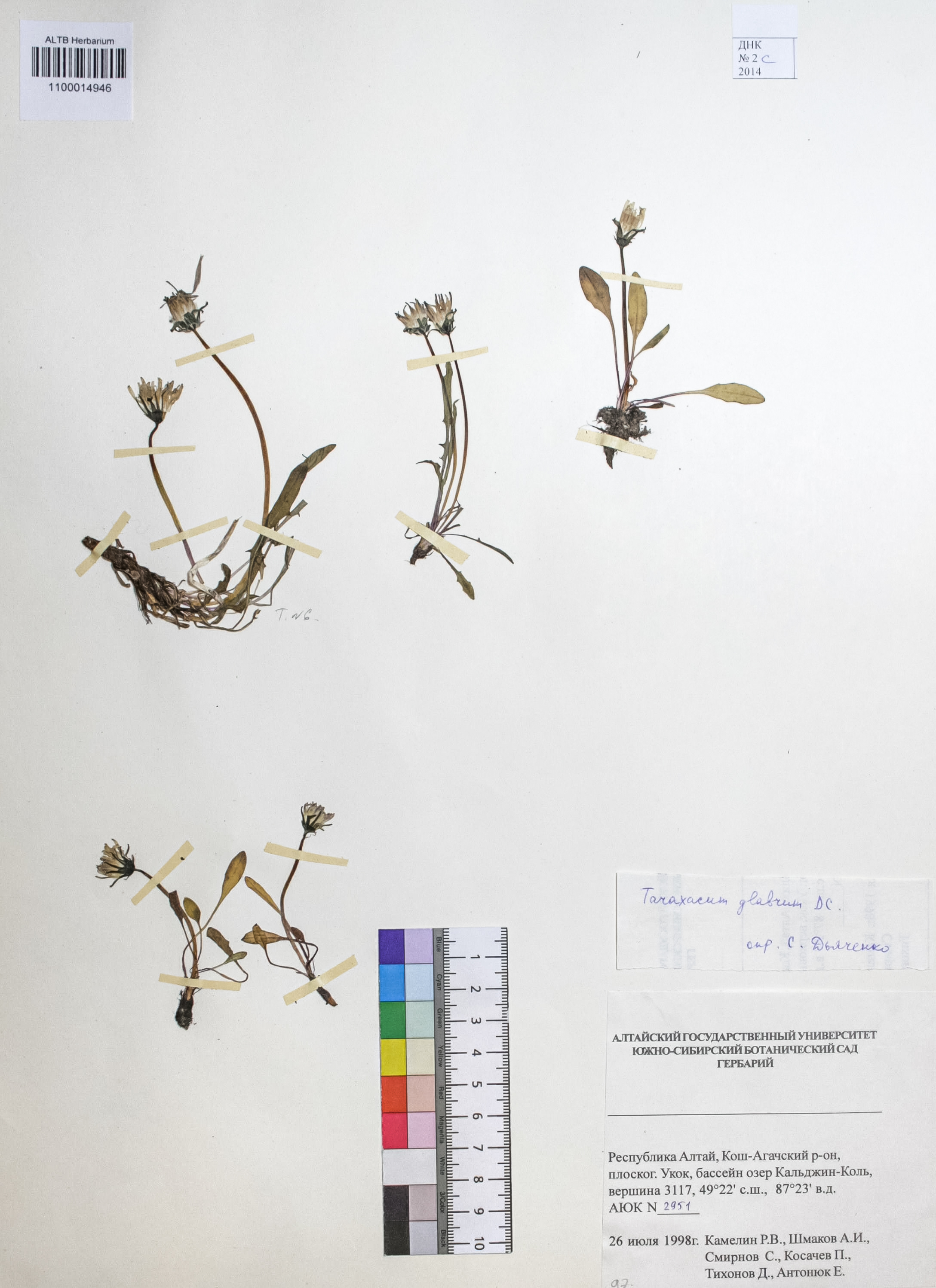 Taraxacum glabrum DC.