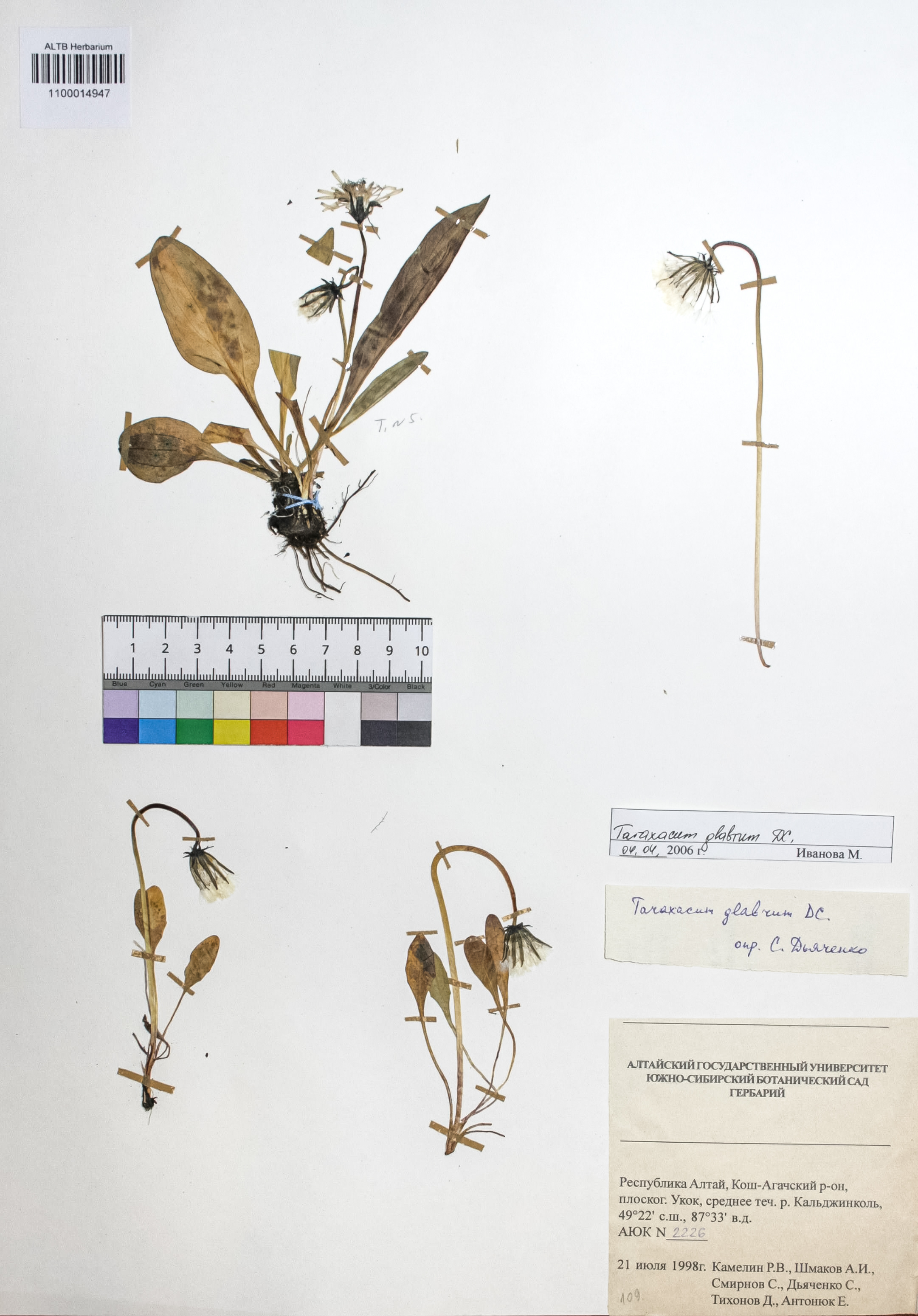 Taraxacum glabrum DC.
