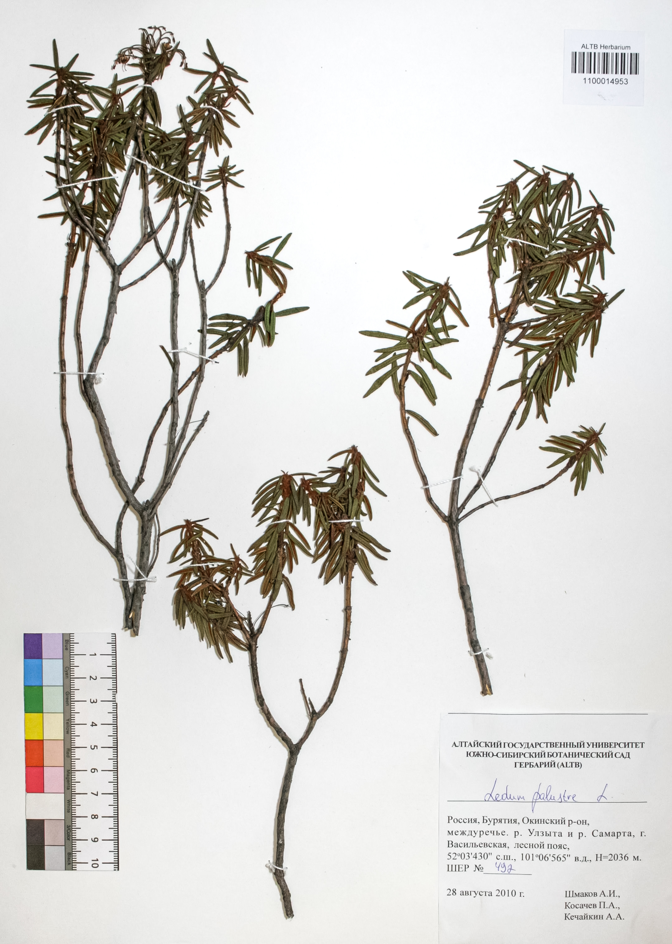 Ledum palustre L.