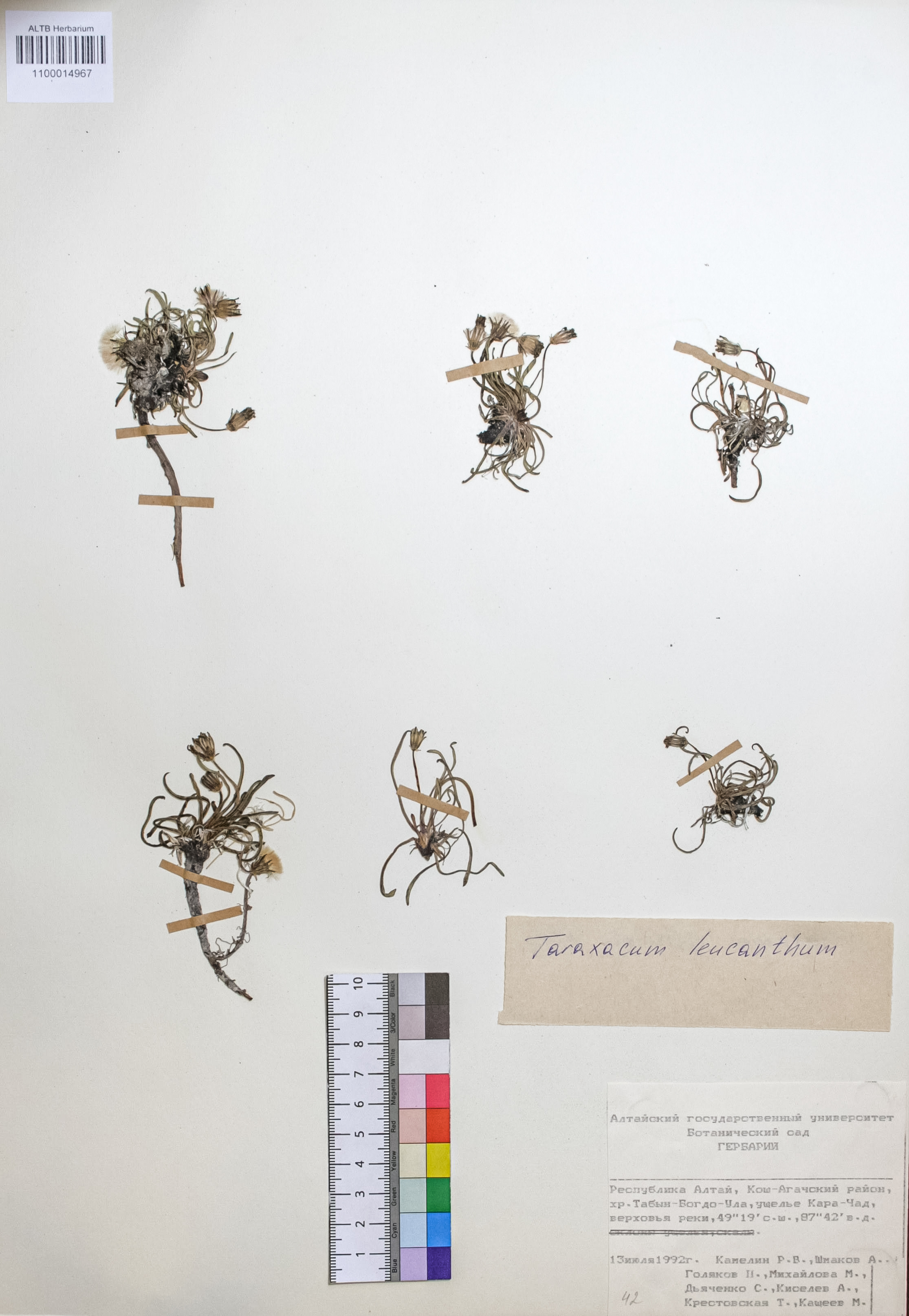 Taraxacum leucanthum (Ledeb.) Ledeb.