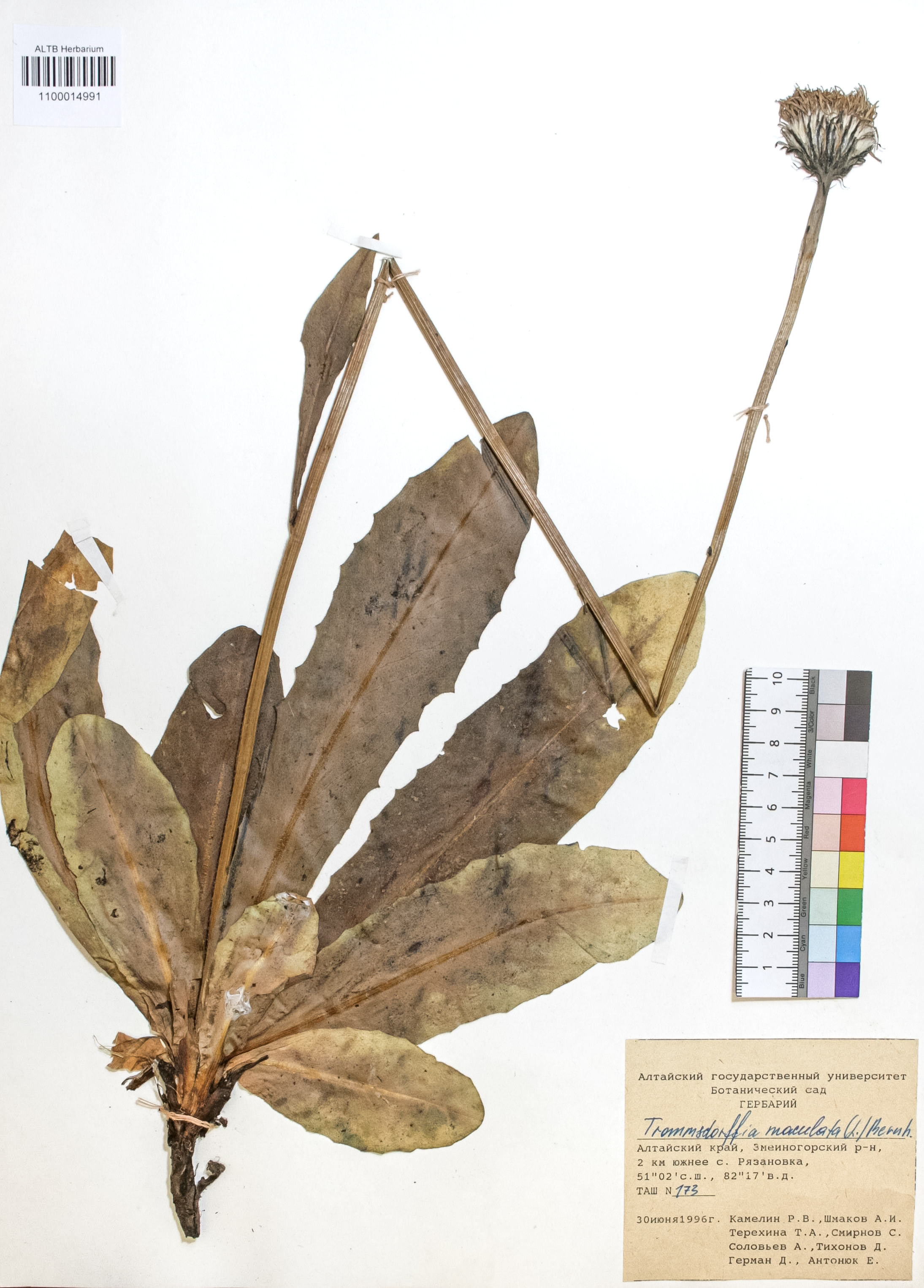Trommsdorffia maculata (L.) Bernh.