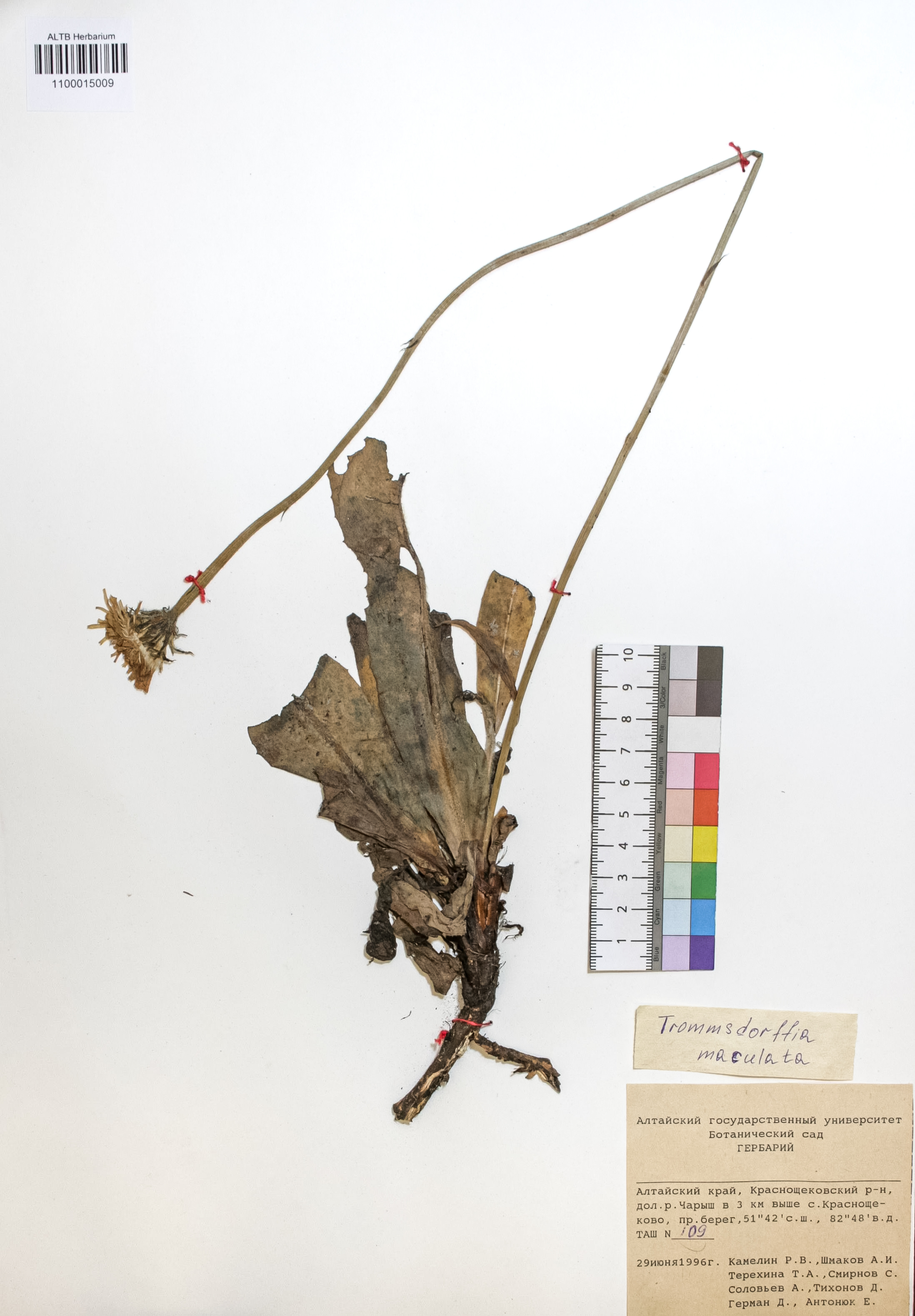 Trommsdorffia maculata (L.) Bernh.