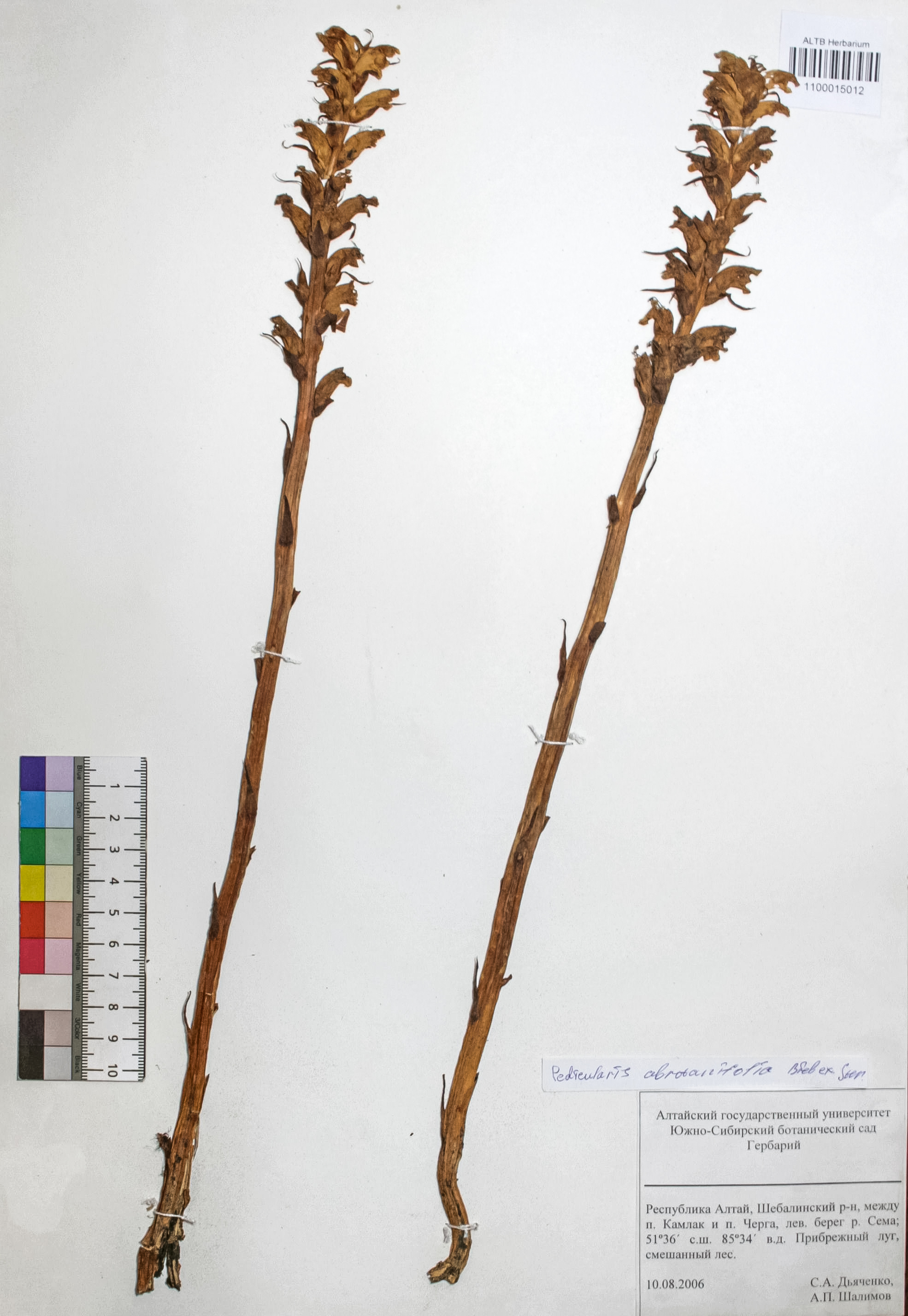 Pedicularis abrotanifolia Bieb. ex Steven