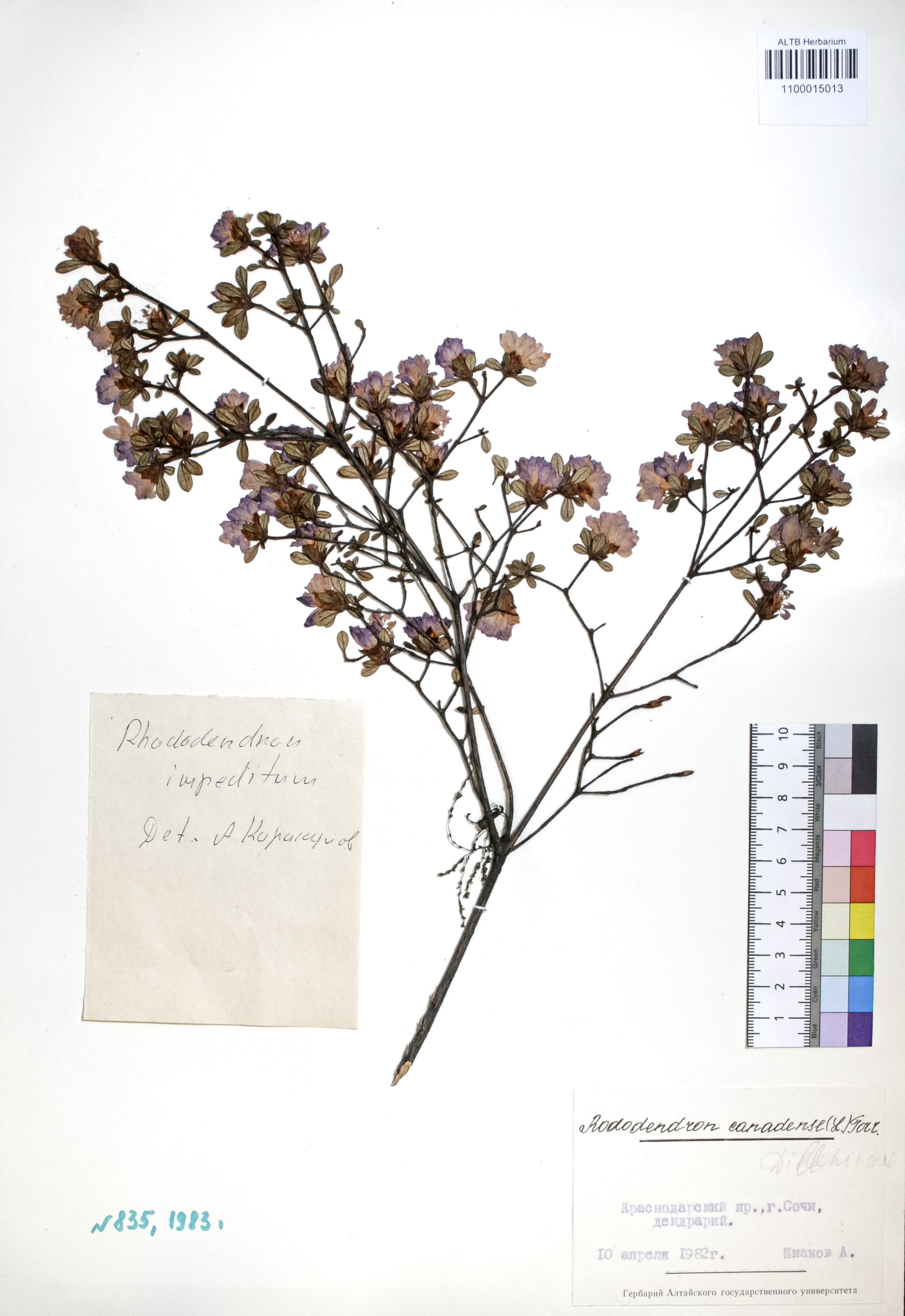 Rhododendron canadense (L.) Torr.