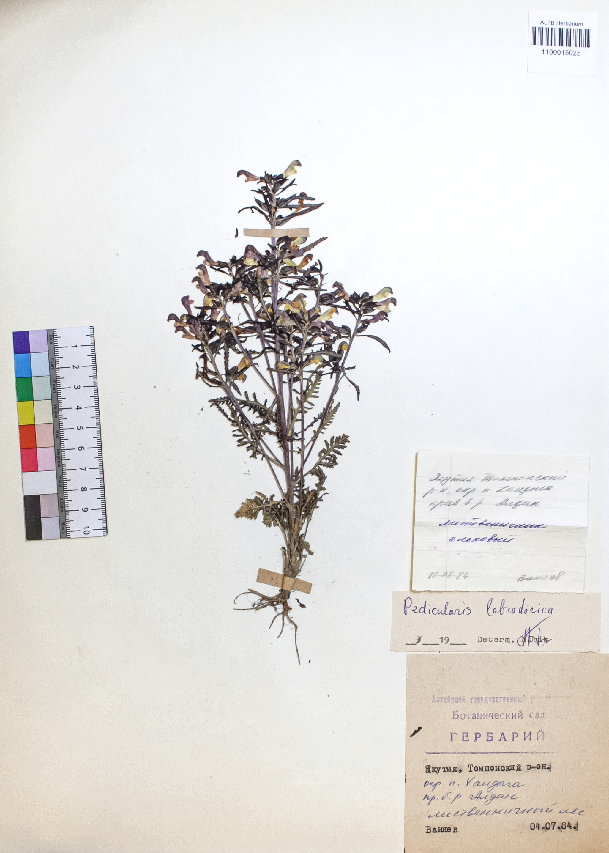 Pedicularis labradorica Wirsing
