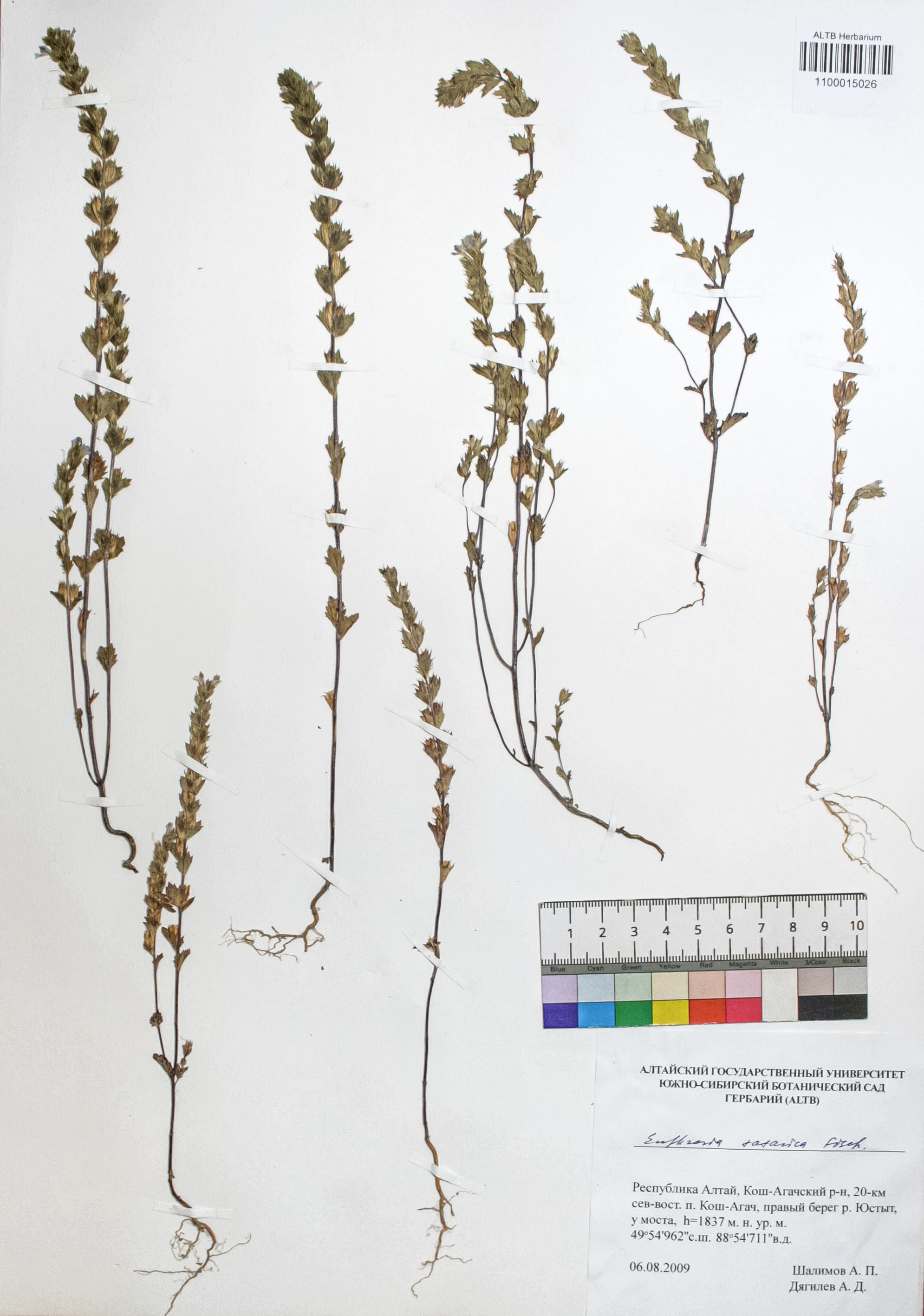 Euphrasia tatarica Fisch. ex Spreng.