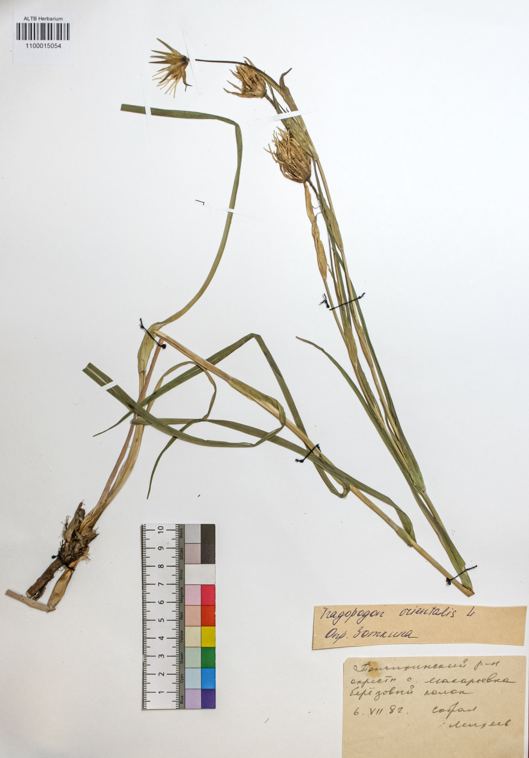 Tragopogon orientalis L.