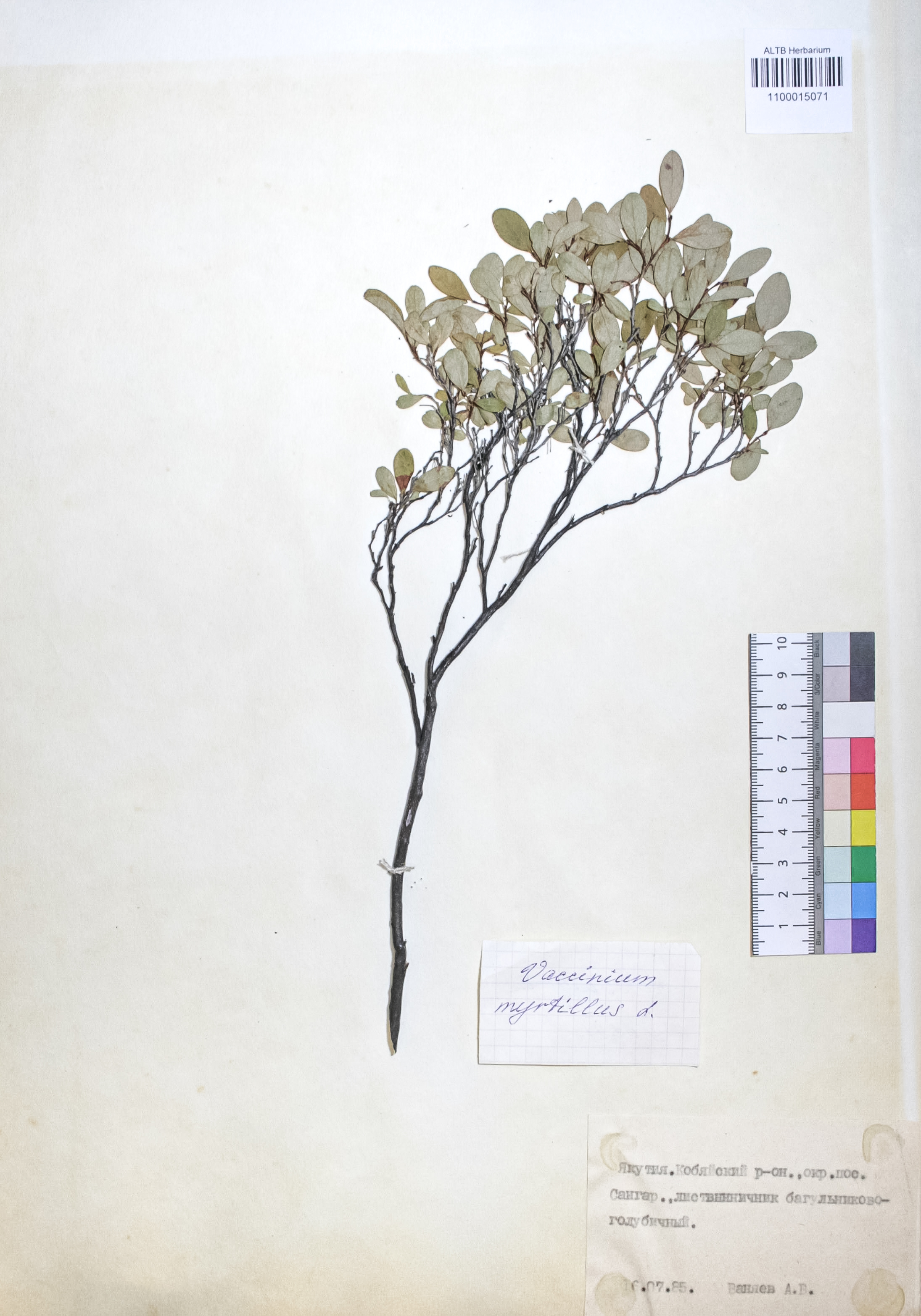 Vaccinium myrtillus L.