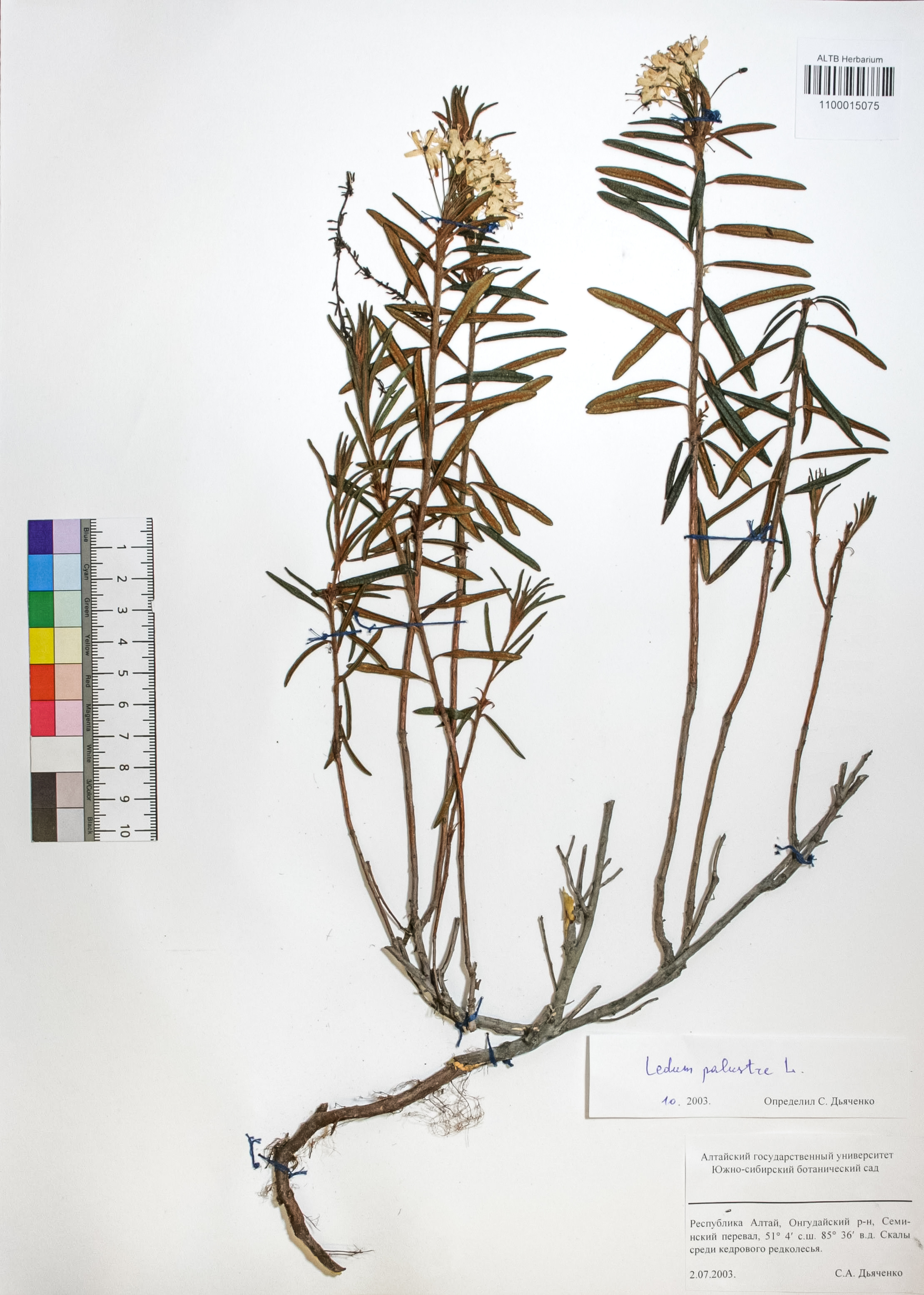 Ledum palustre L.