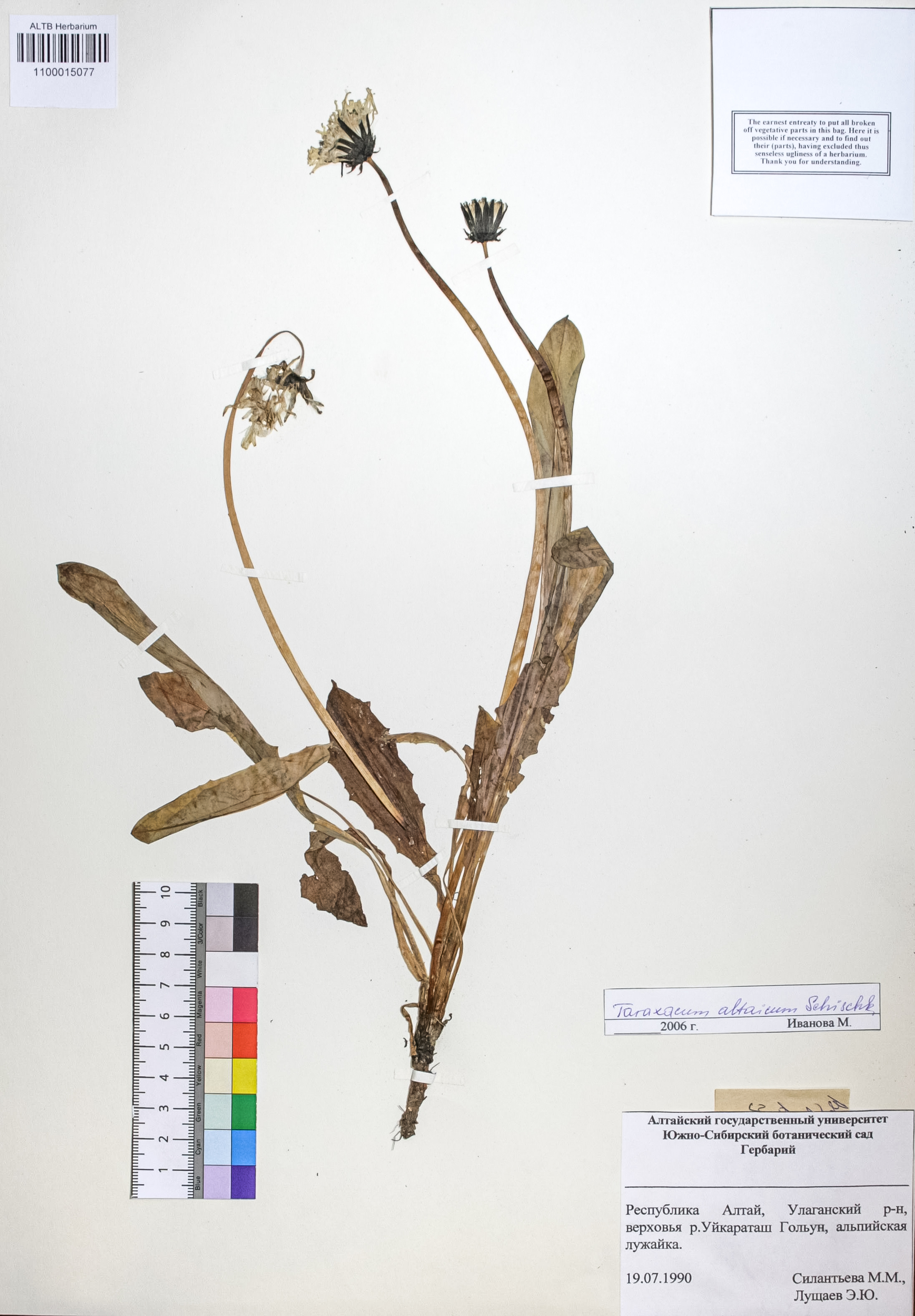 Taraxacum altaicum Schisehk