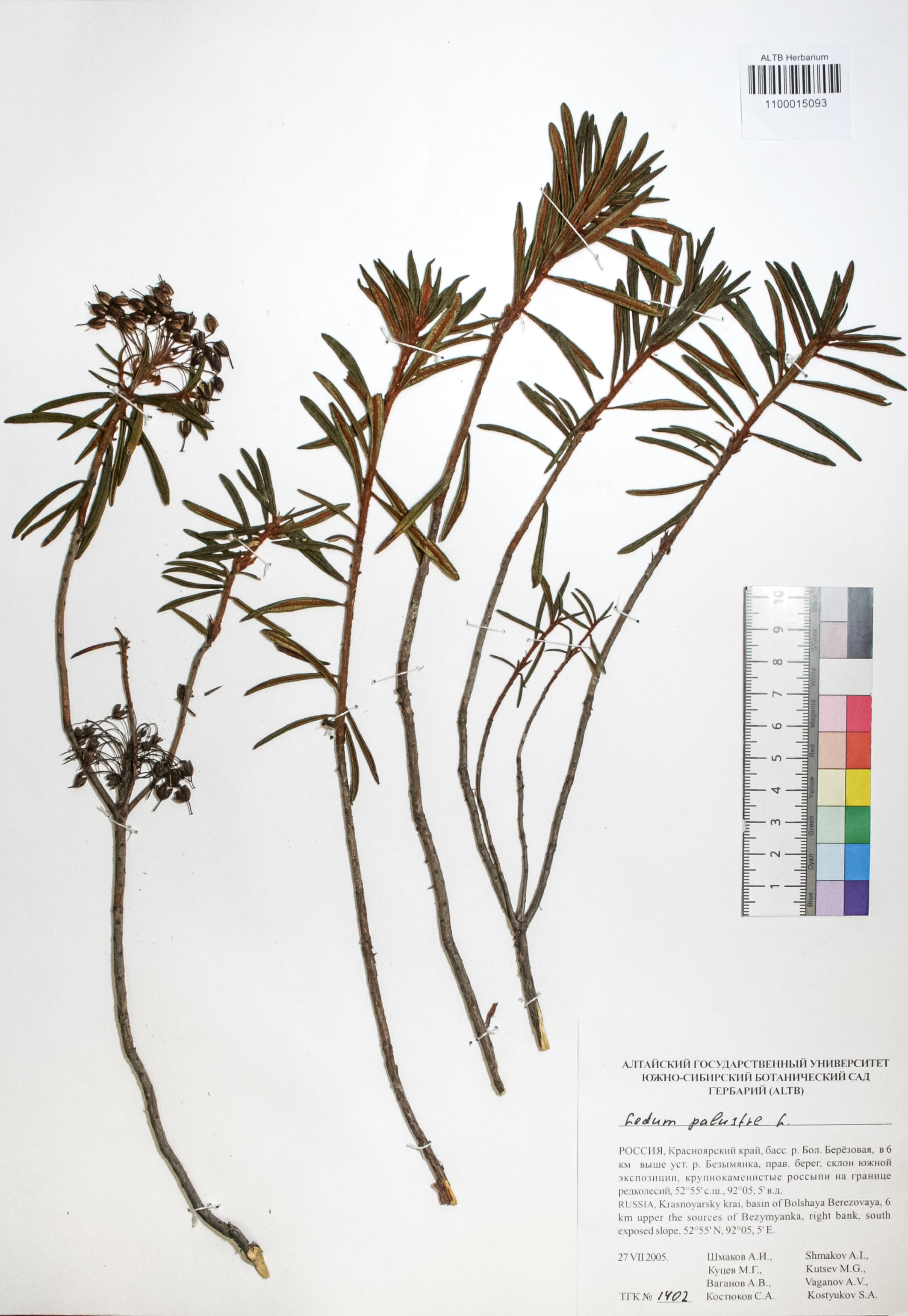 Ledum palustre L.