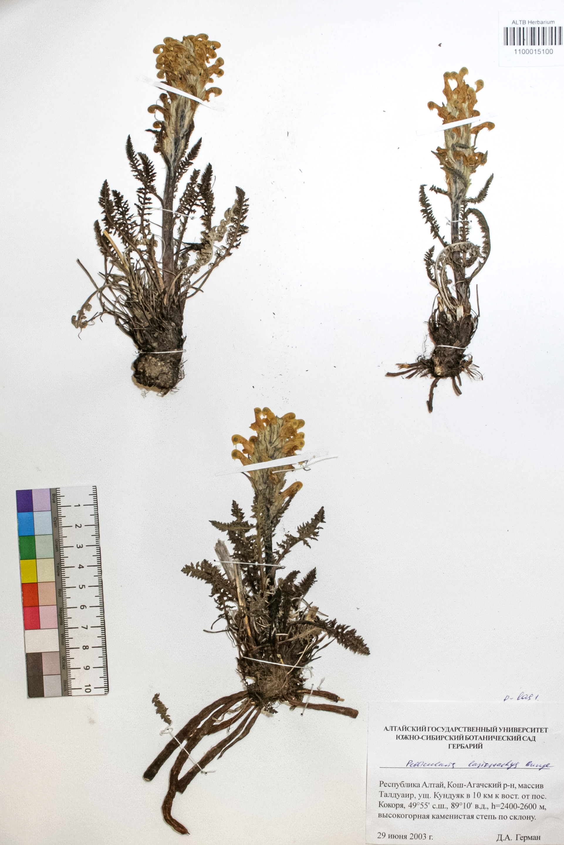 Pedicularis lasiostachys Bunge