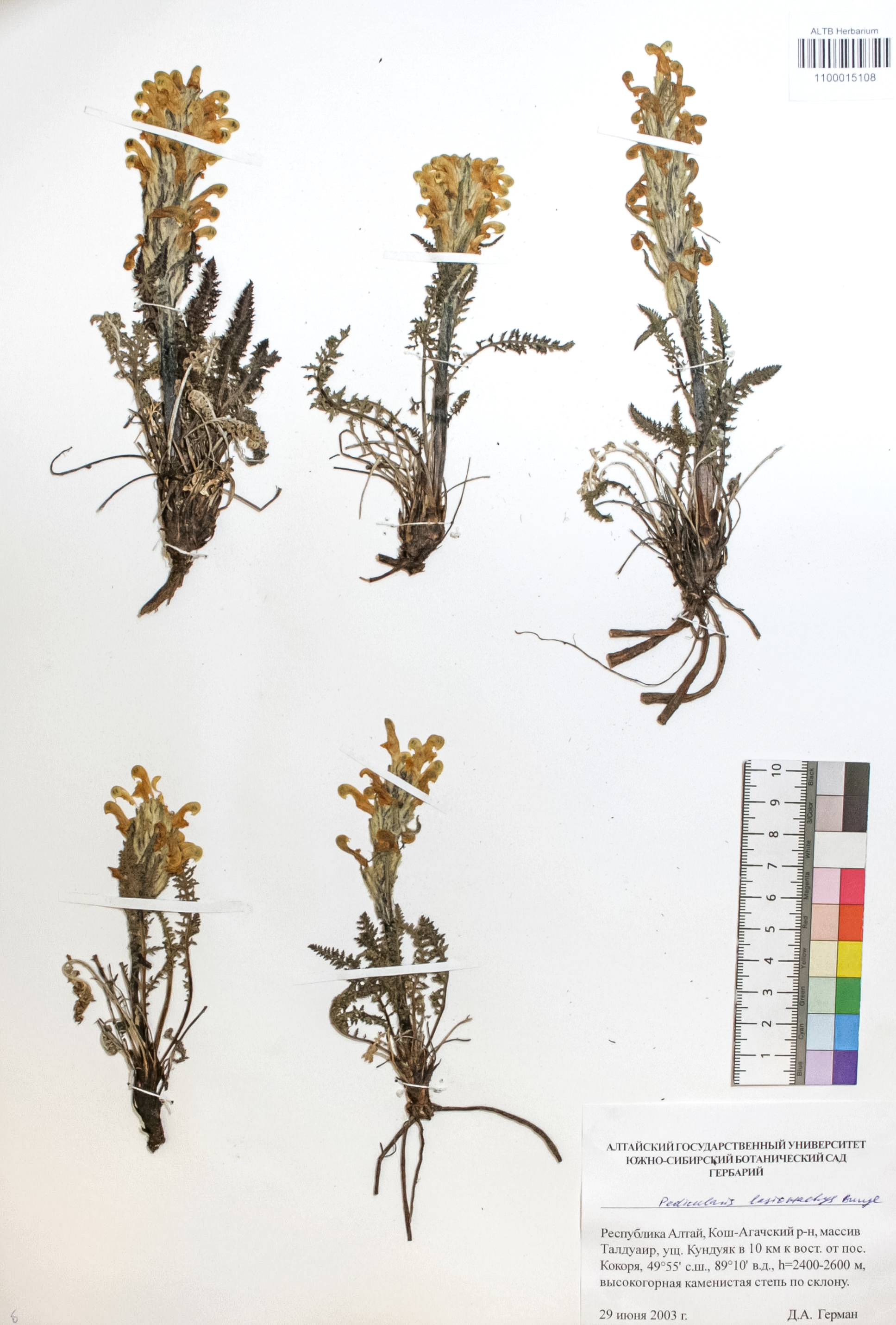 Pedicularis lasiostachys Bunge