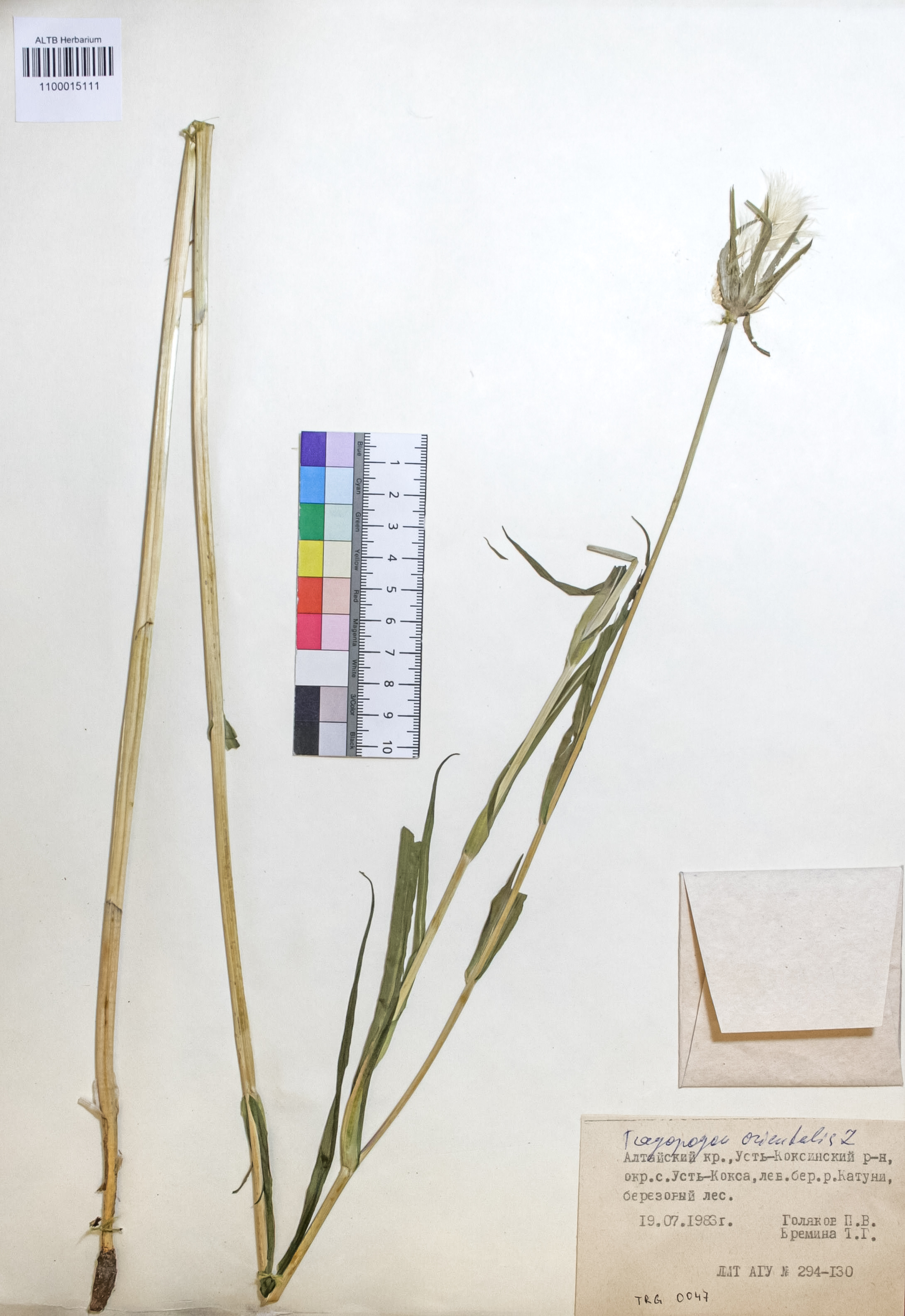 Tragopogon orientalis L.