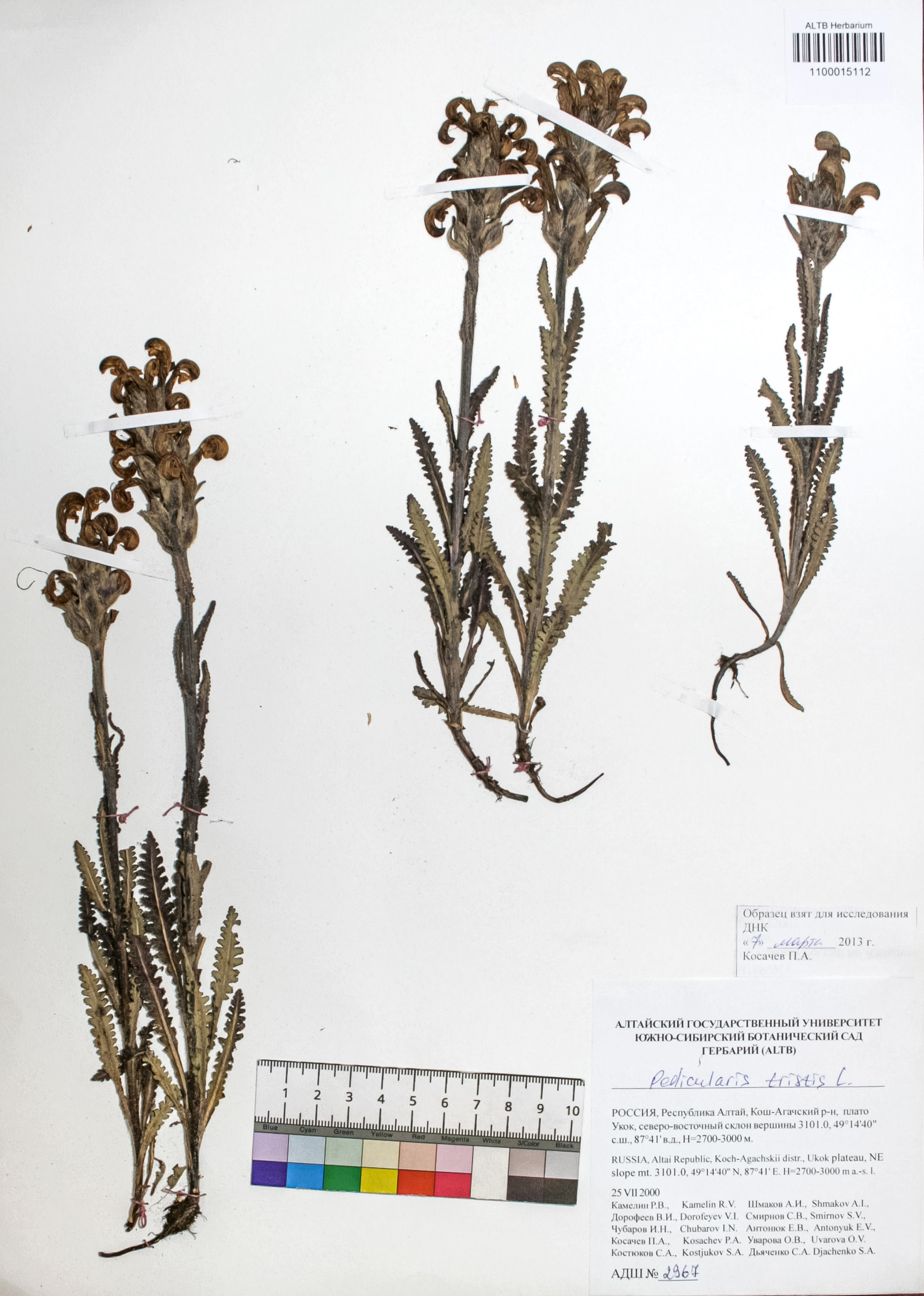 Pedicularis tristis L.