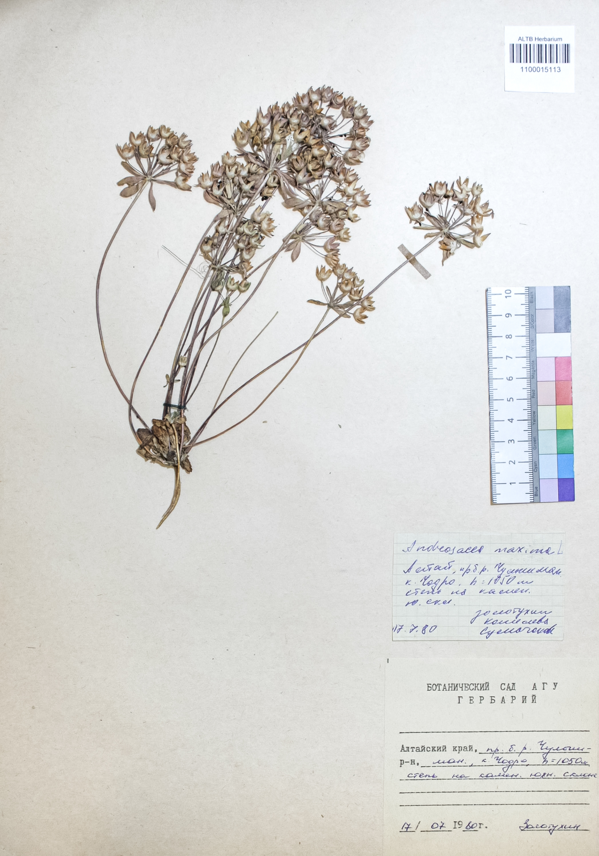 Primulaceae,Androsace maxima L. Primulaceae,Androsace maxima L.