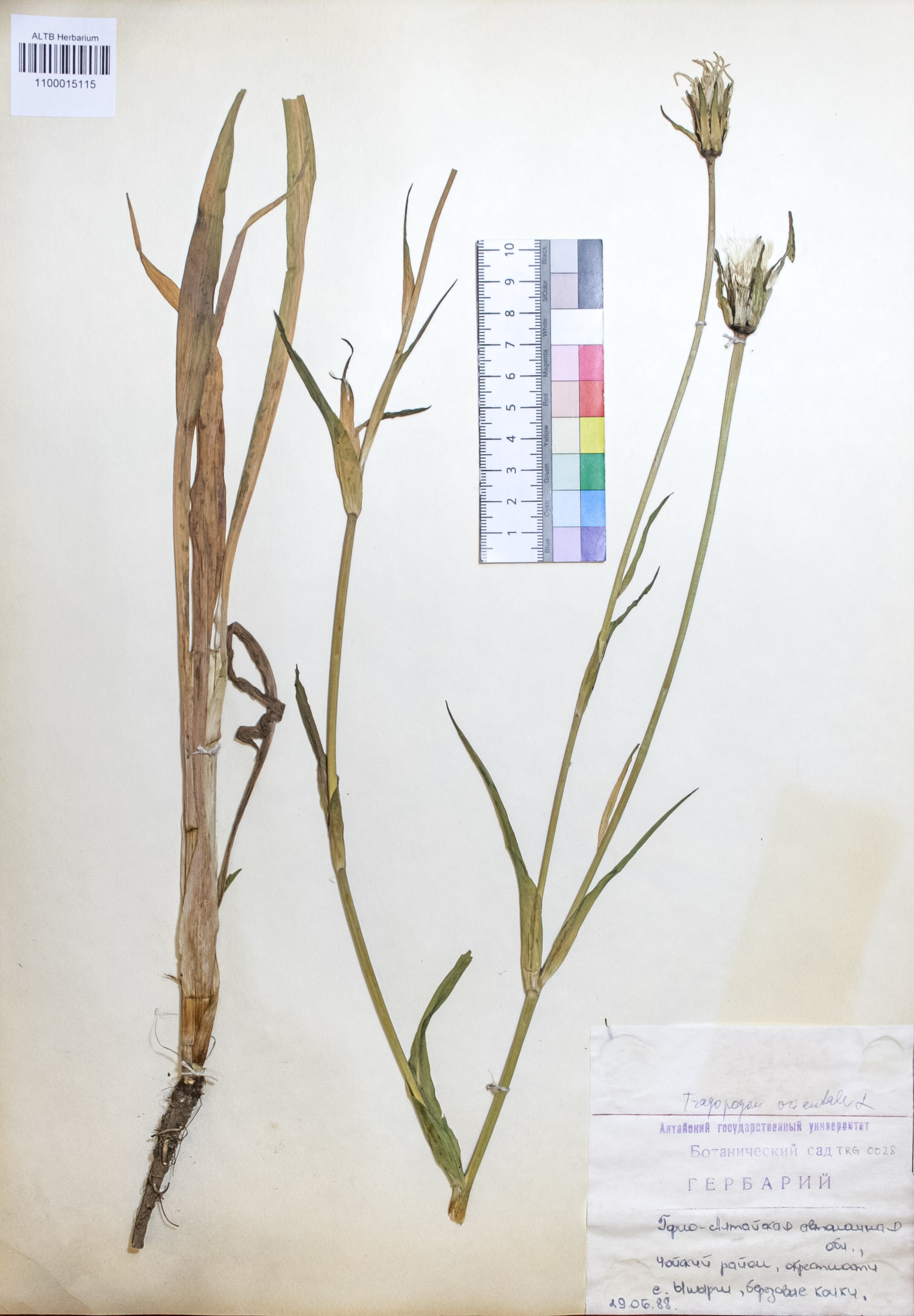 Tragopogon orientalis L.