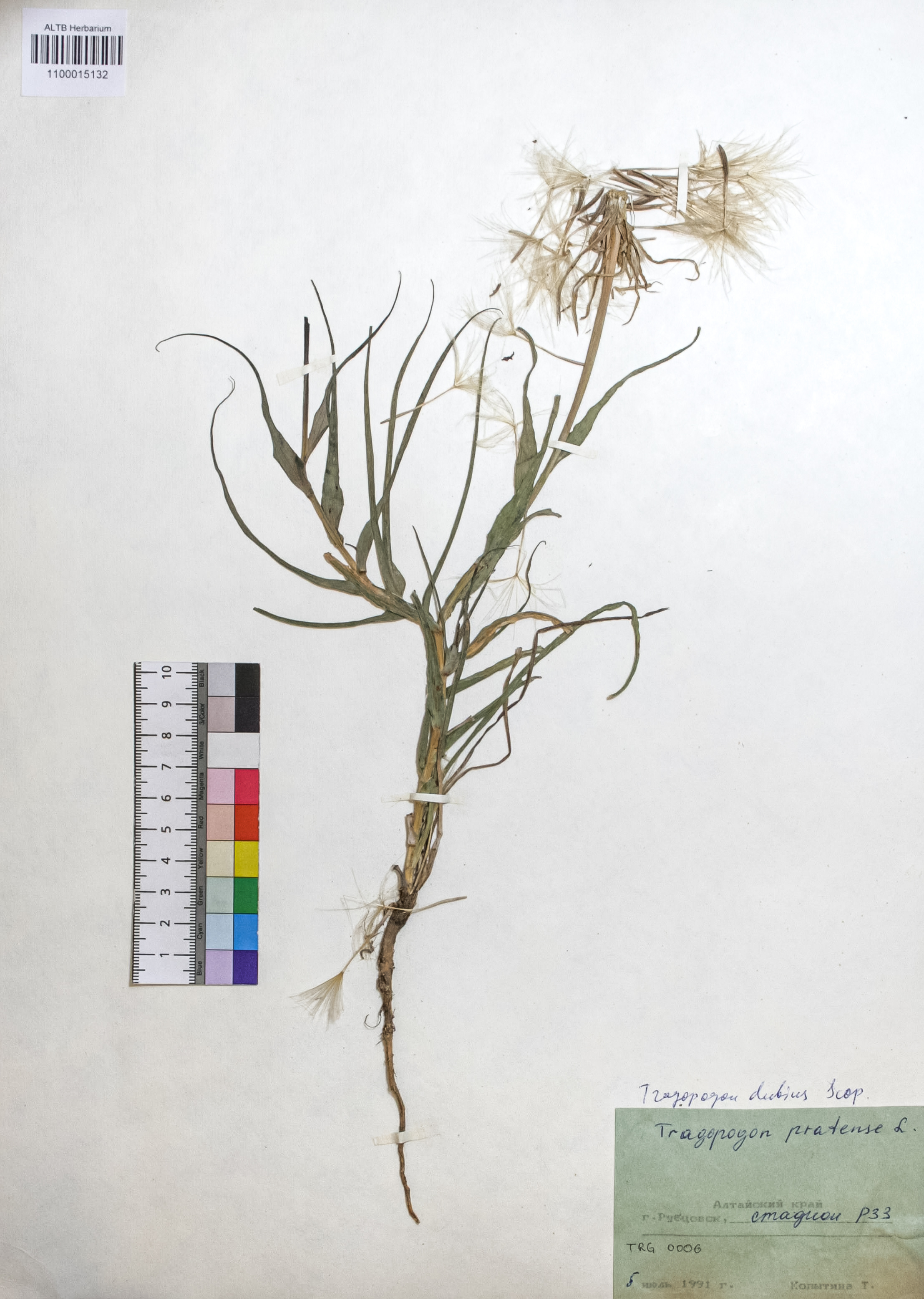 Tragopogon dubius Scop.