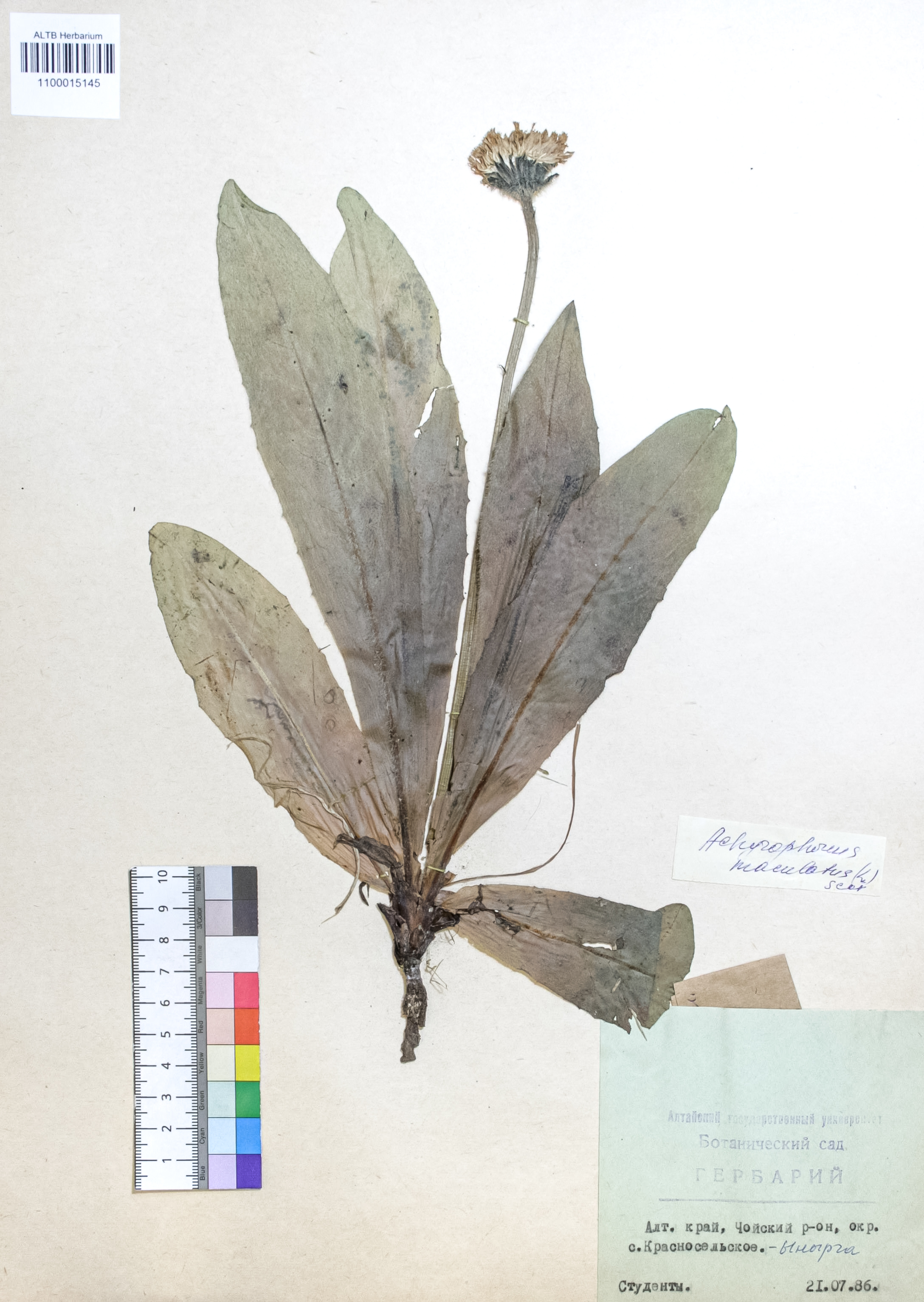 Achyrophorus maculatus (L.) Scop.