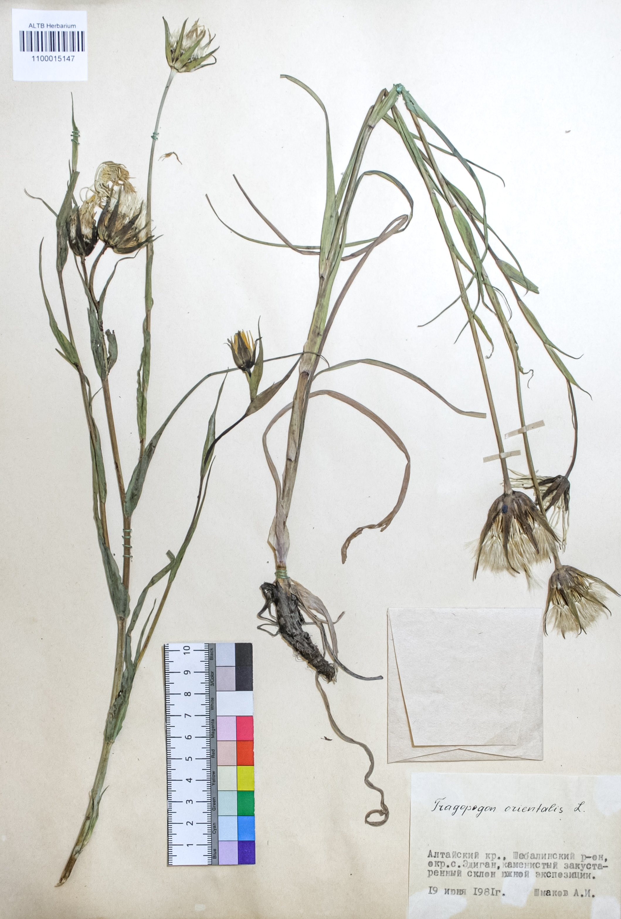 Tragopogon orientalis L.