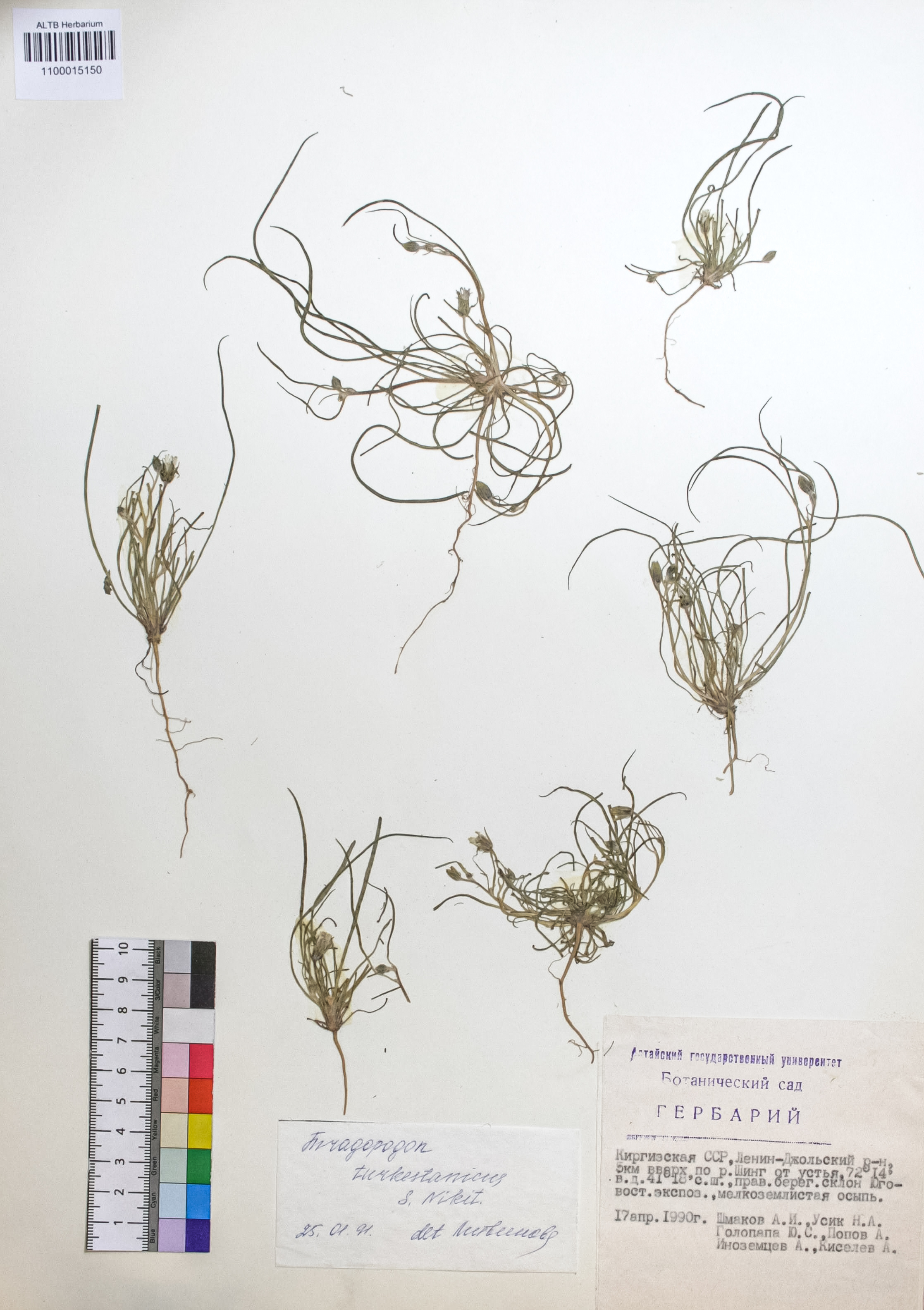 Tragopogon turkestanicus S.A.Nikitin 