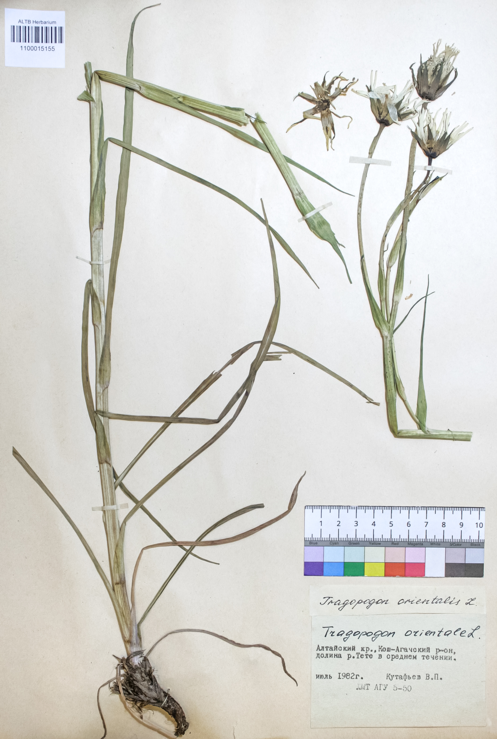 Tragopogon orientalis L.