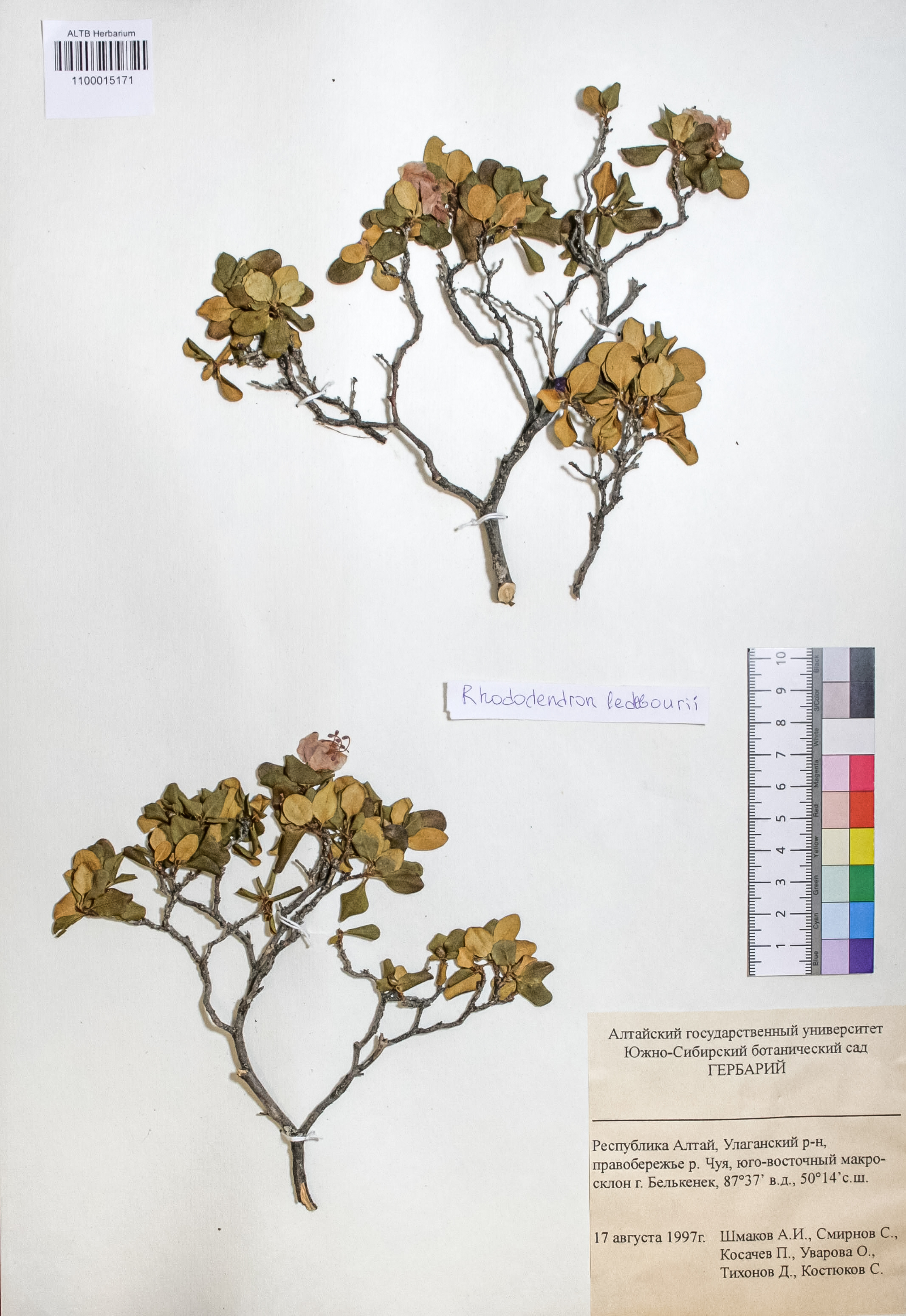 Rhododendron ledebourii Pojark.