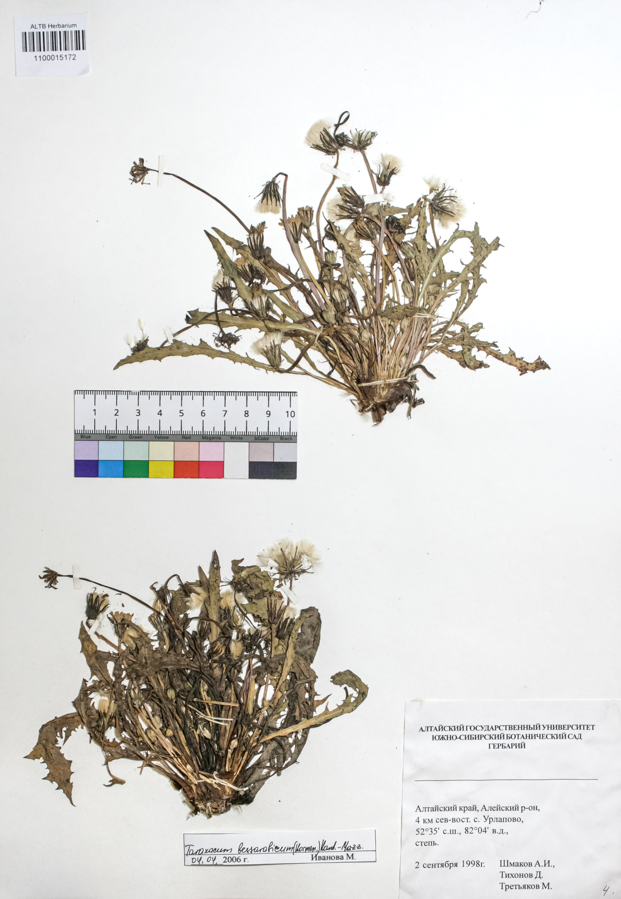 Taraxacum bessarabicum (Hornem.) Hand.-Mazz.