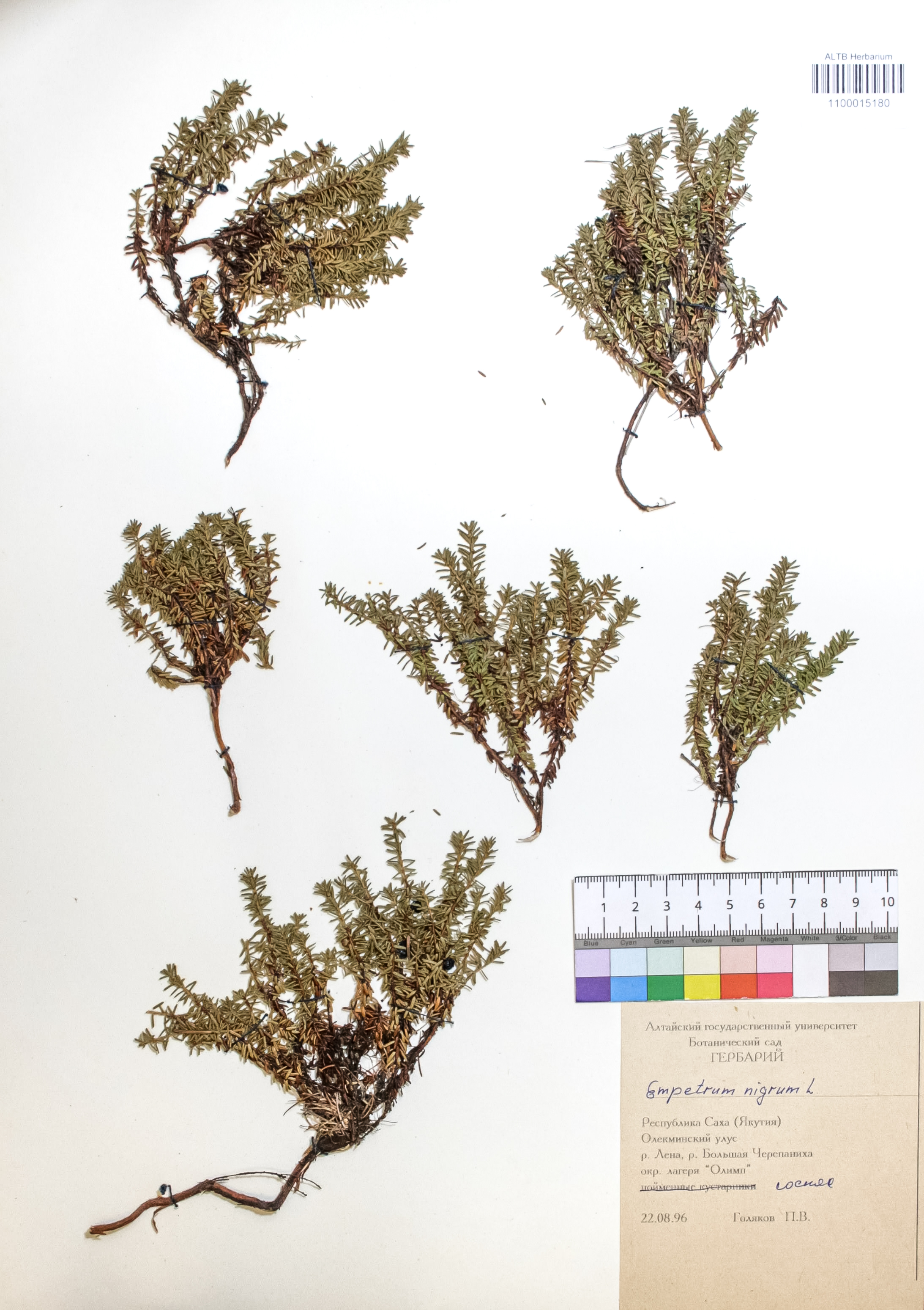 Empetrum nigrum L.