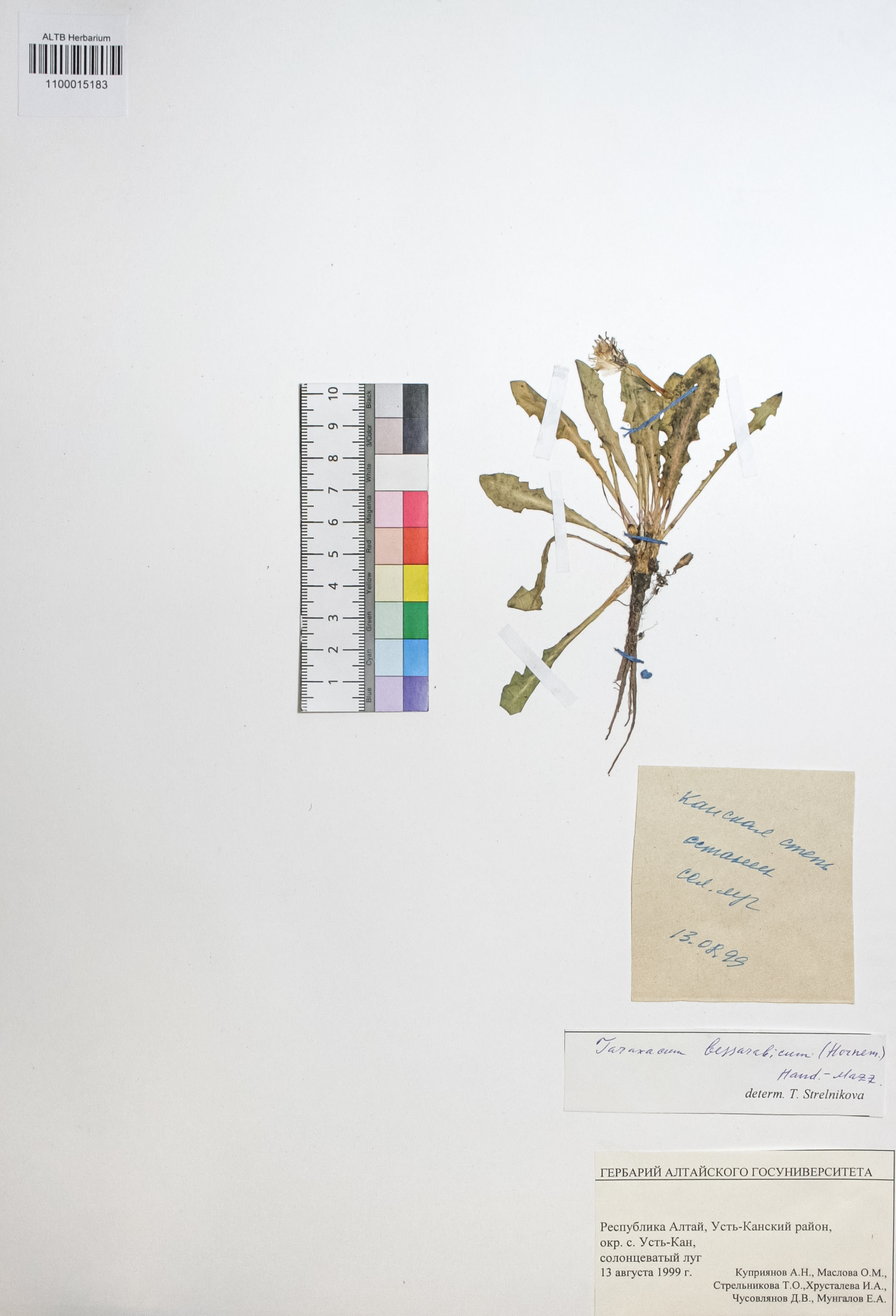 Taraxacum bessarabicum (Hornem.) Hand.-Mazz.