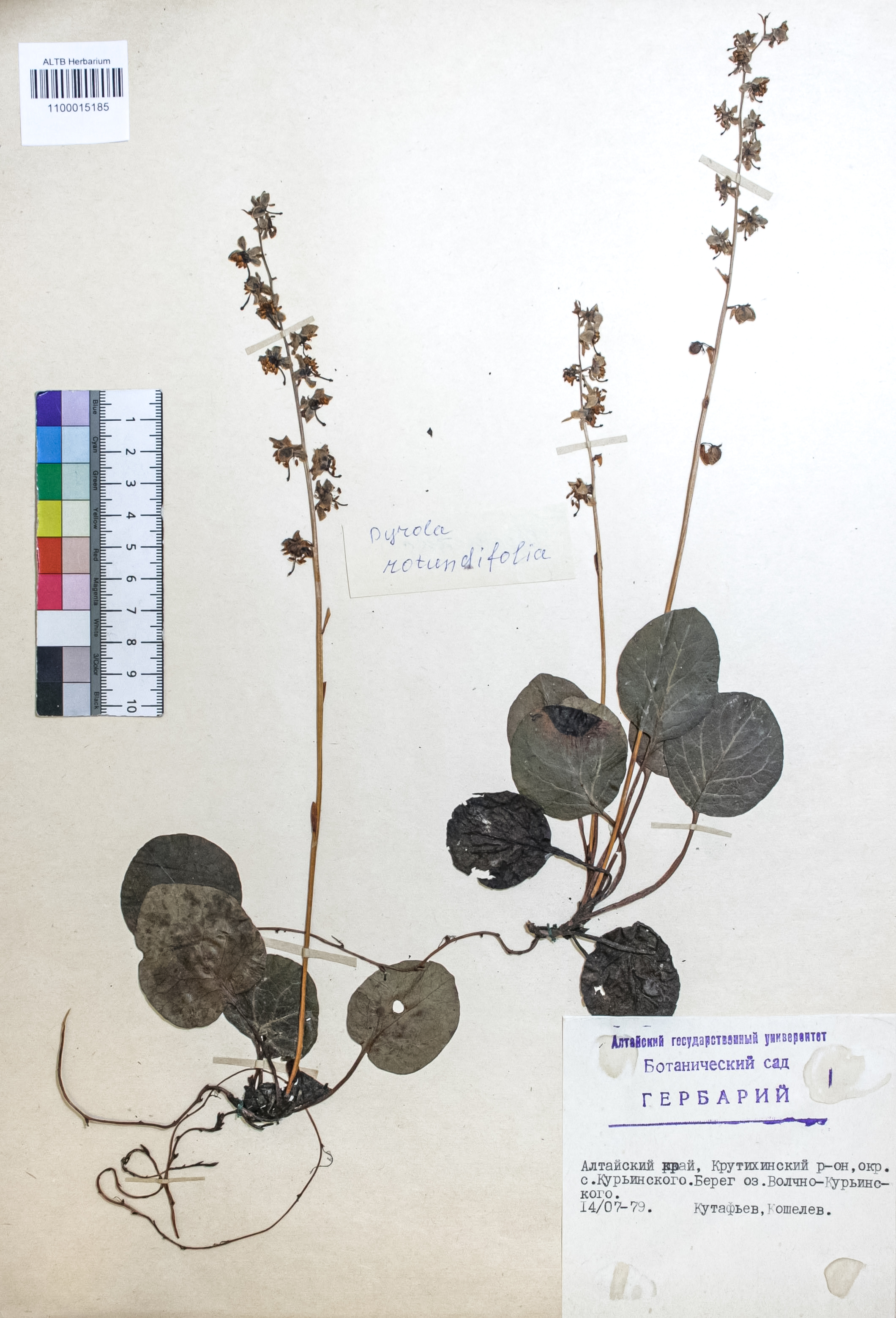 Pyrola rotundifolia L.