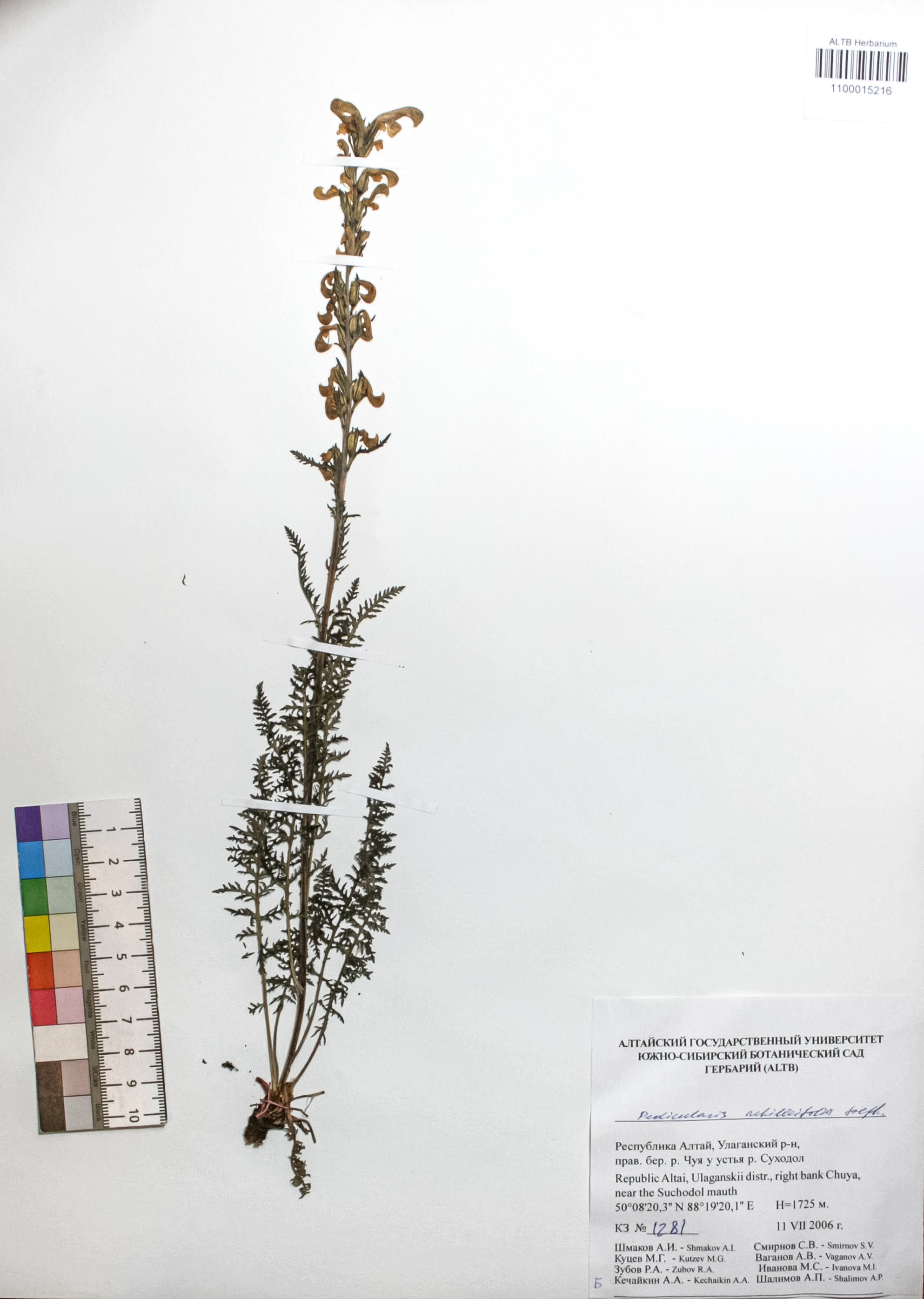 Pedicularis achilleifolia Steph ex. Willd
